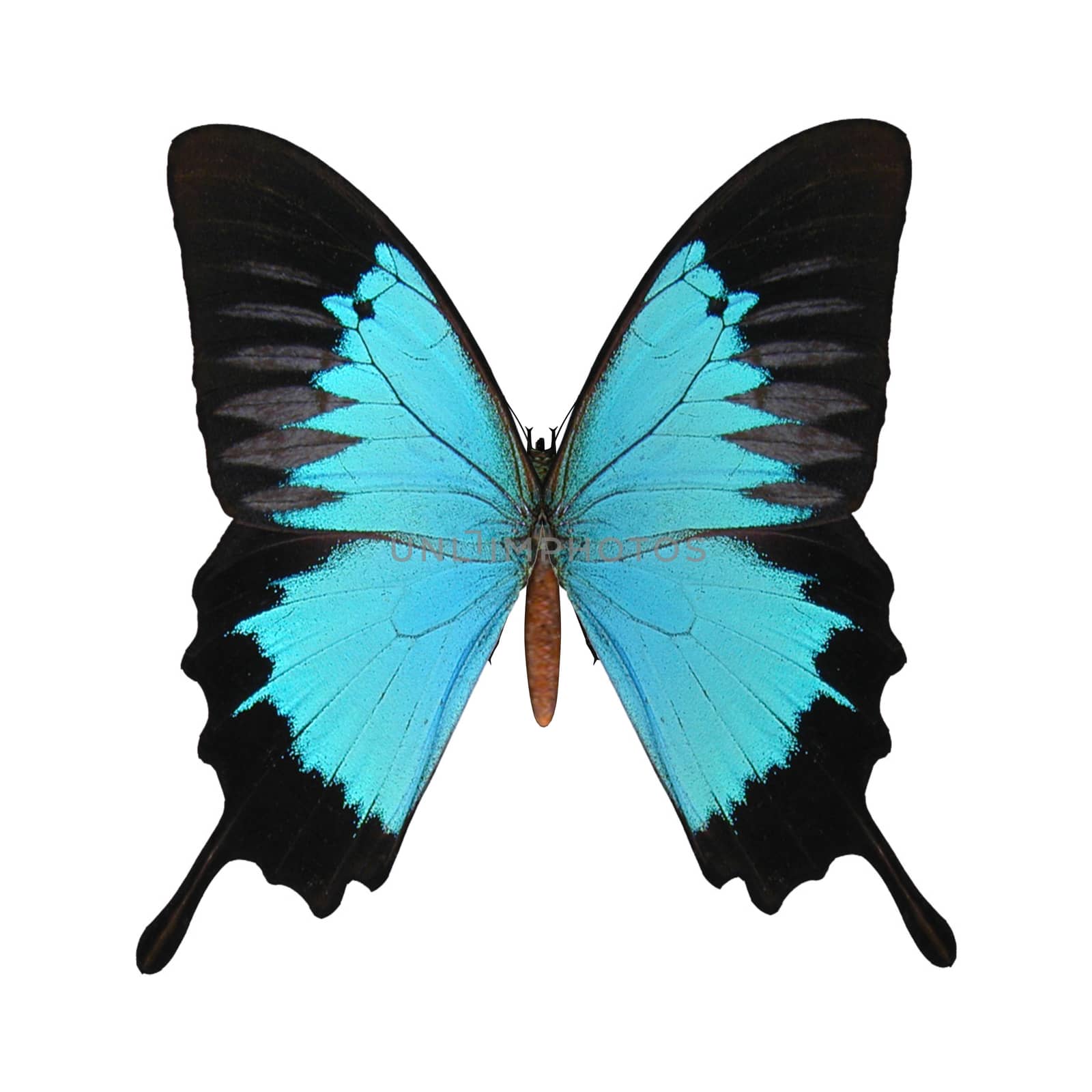 3D digital render of a Peacock Royal , or Tajuria cippus, a species of lycaenid or blue butterfly found in Asia, isolated on white background