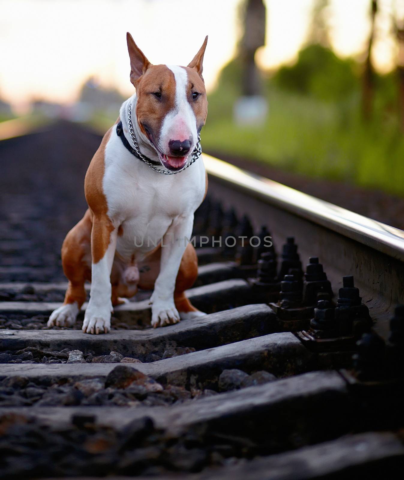 English bull terrier. Thoroughbred dog. Canine friend. Red dog. Bull terrier on rails. Bull terrier and railroad.