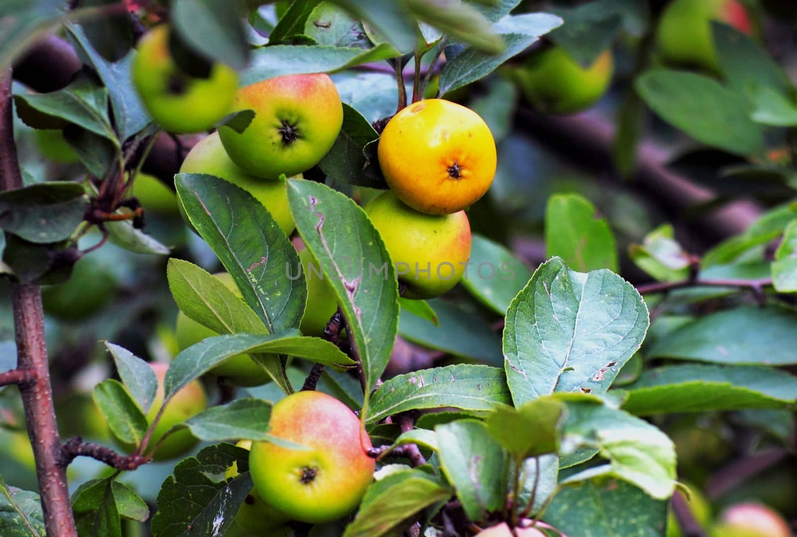 beautiful apples by victorych