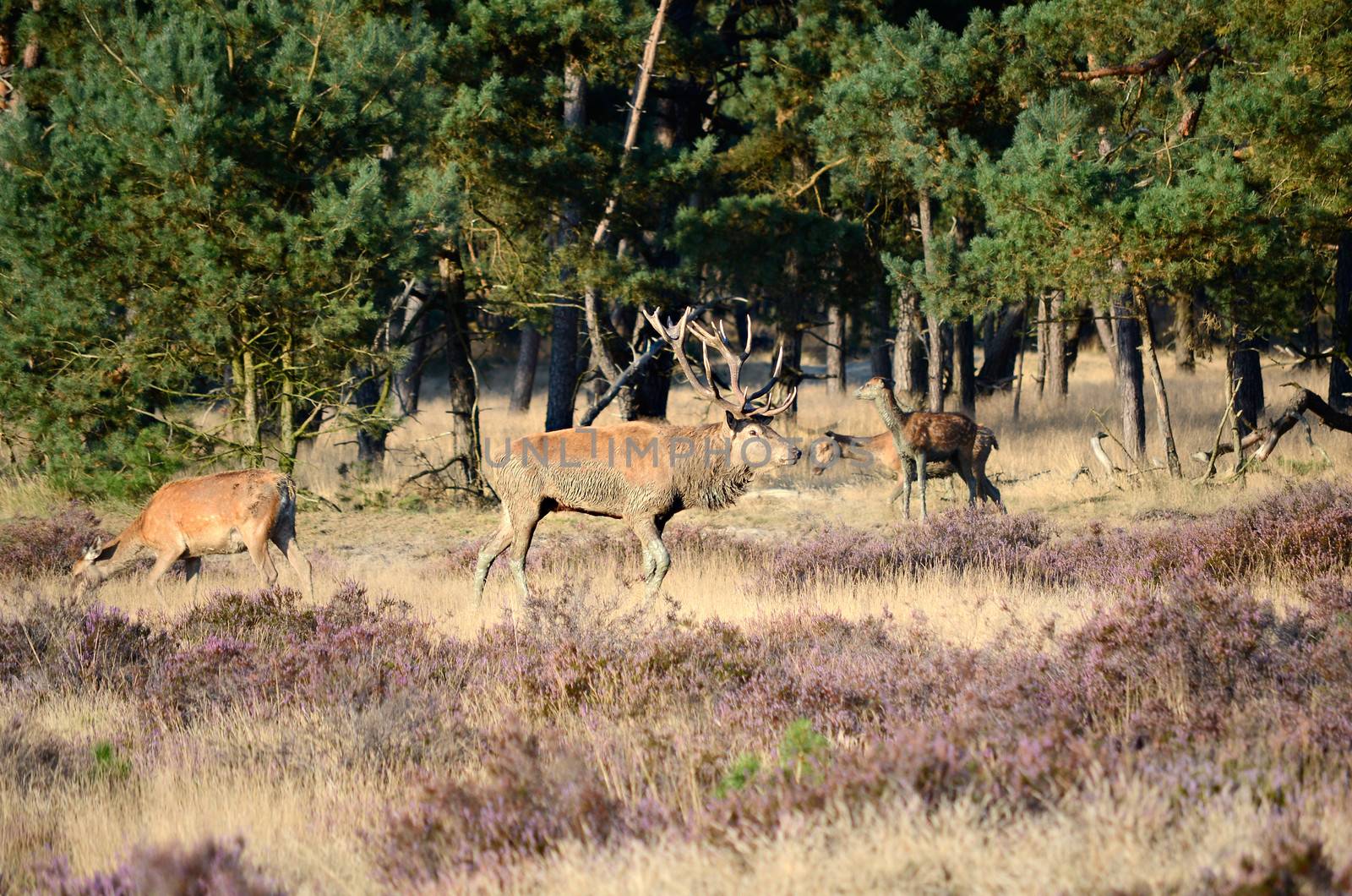 Male red deer (Cervus elaphus) with his females (hinds) in the forest during the rut in national park Hoge Veluwe in the Netherlands.