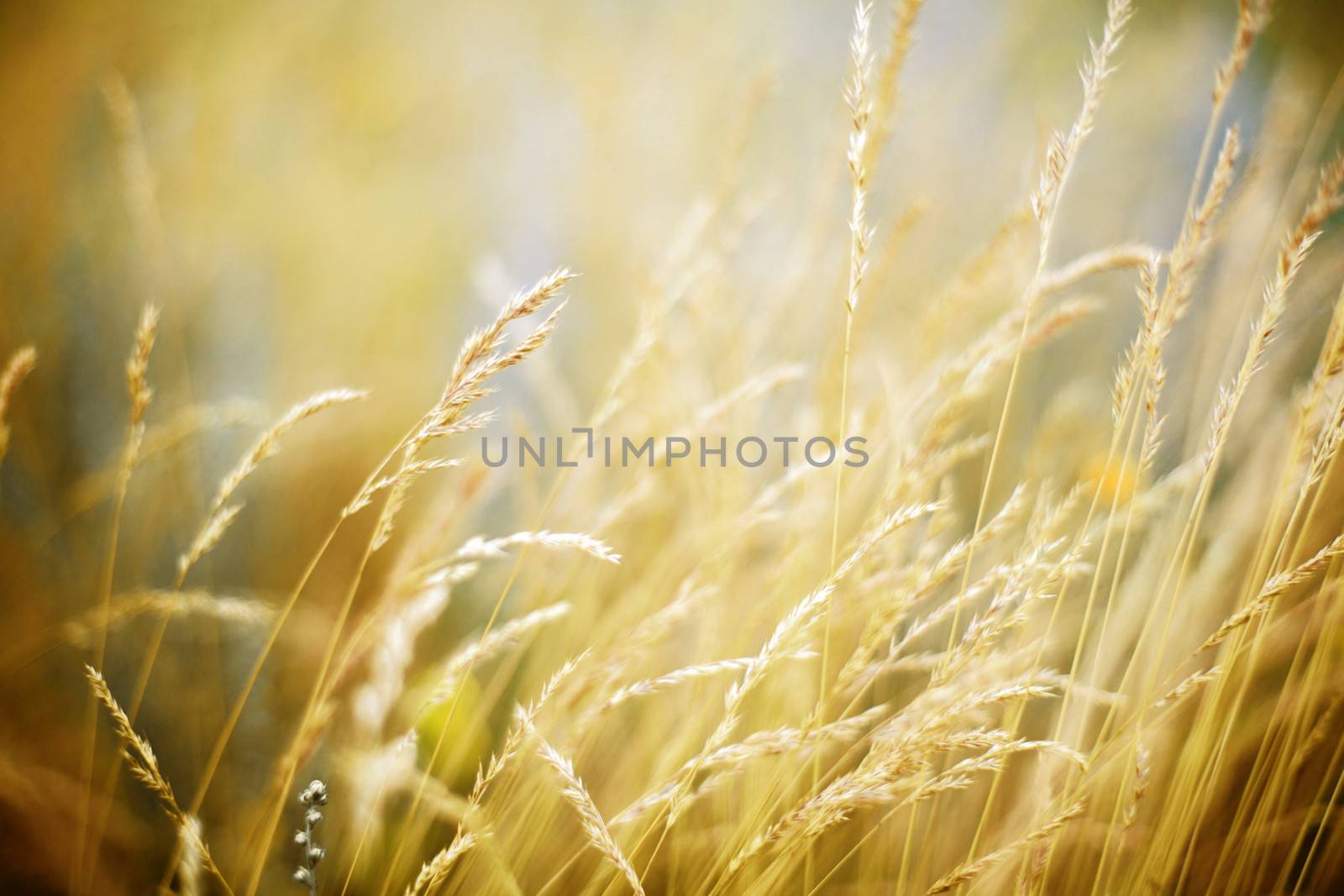 beautiful in the field blur