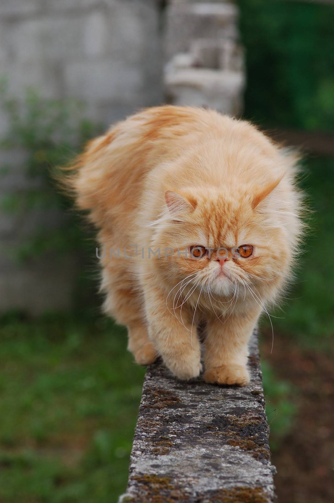 Domestic persian red cat walking