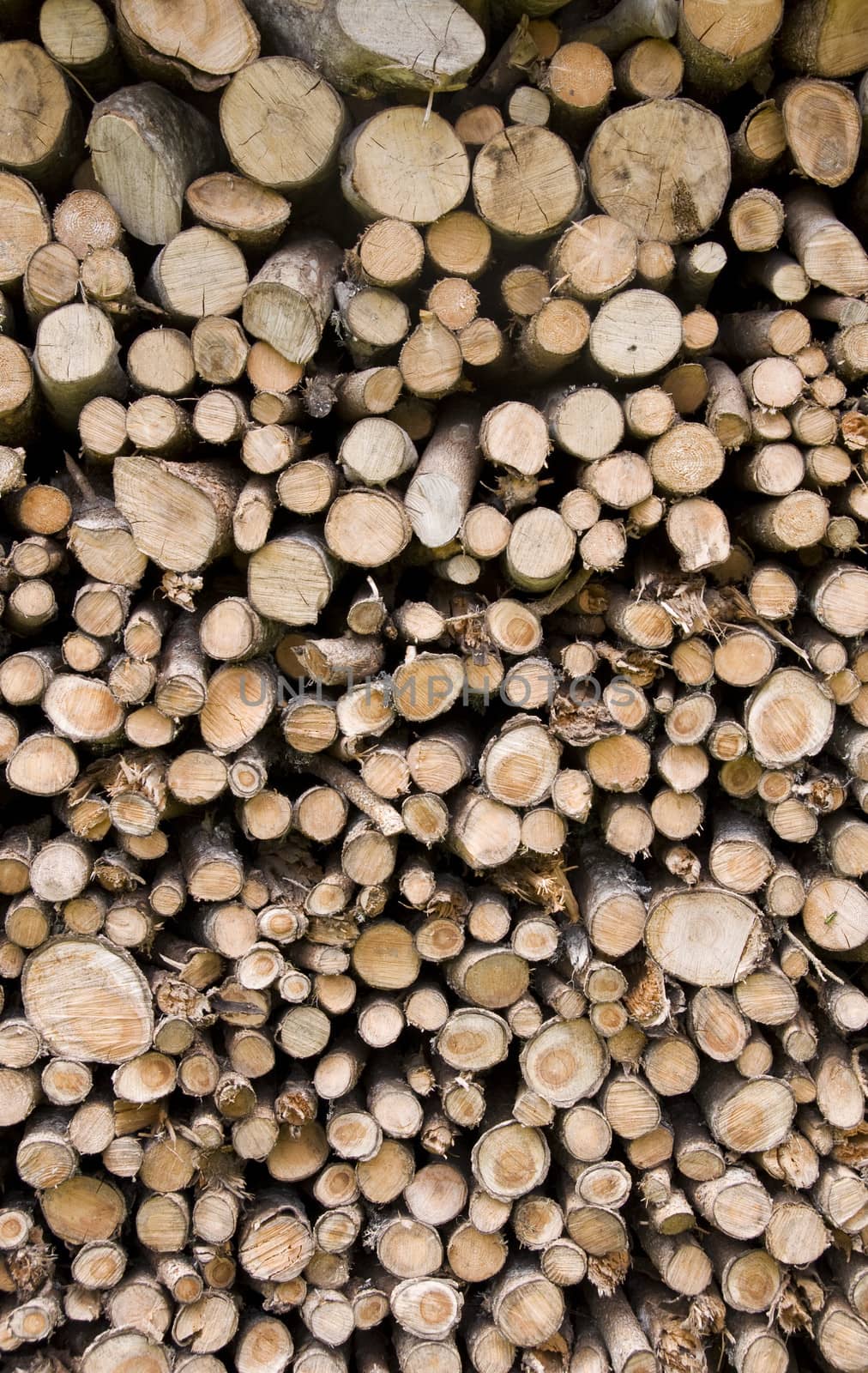 Chopped wood in forest of dolomites mountain