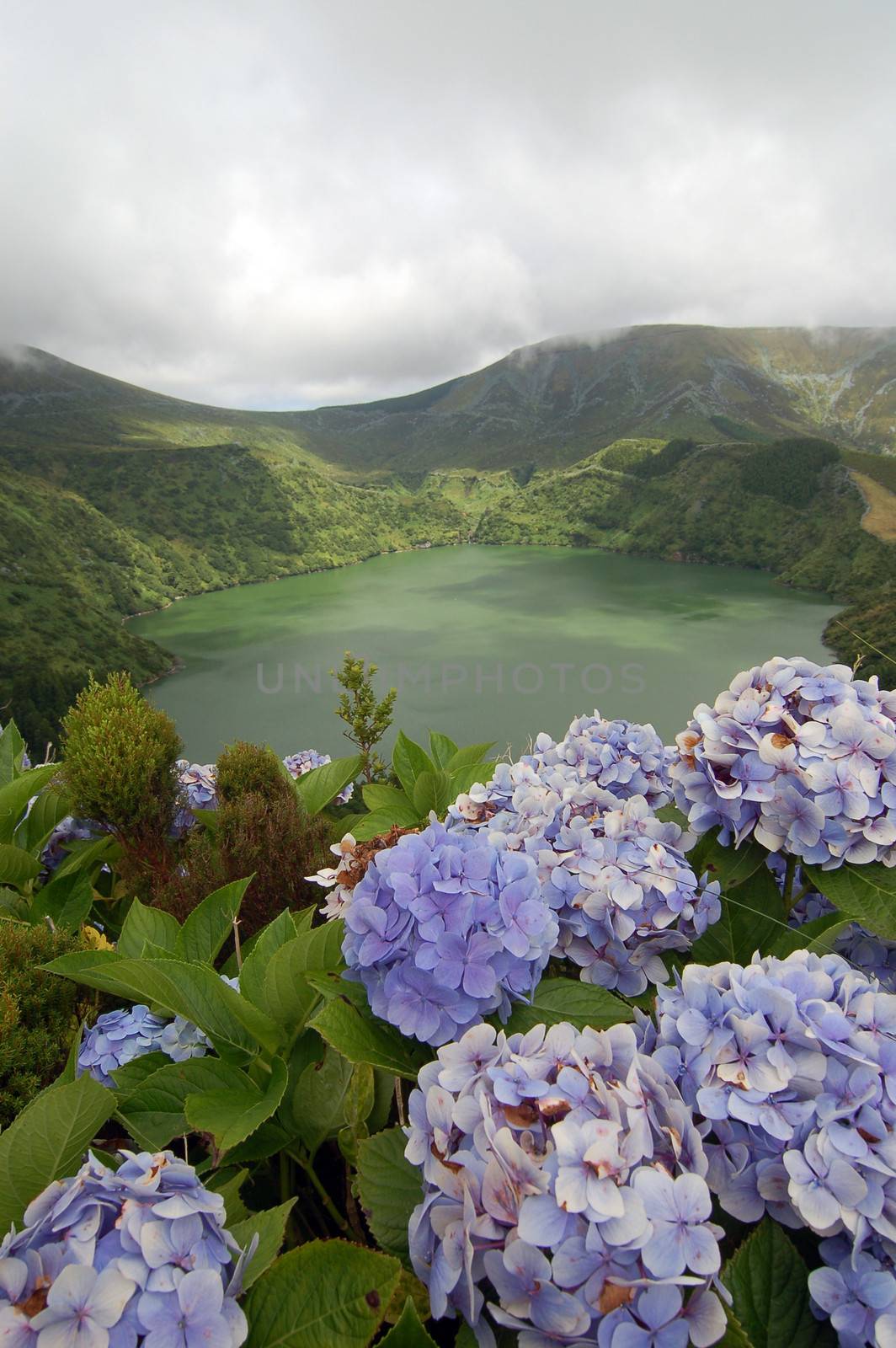 Hydrangeas on the volcano in azores, Fayal, portugal
