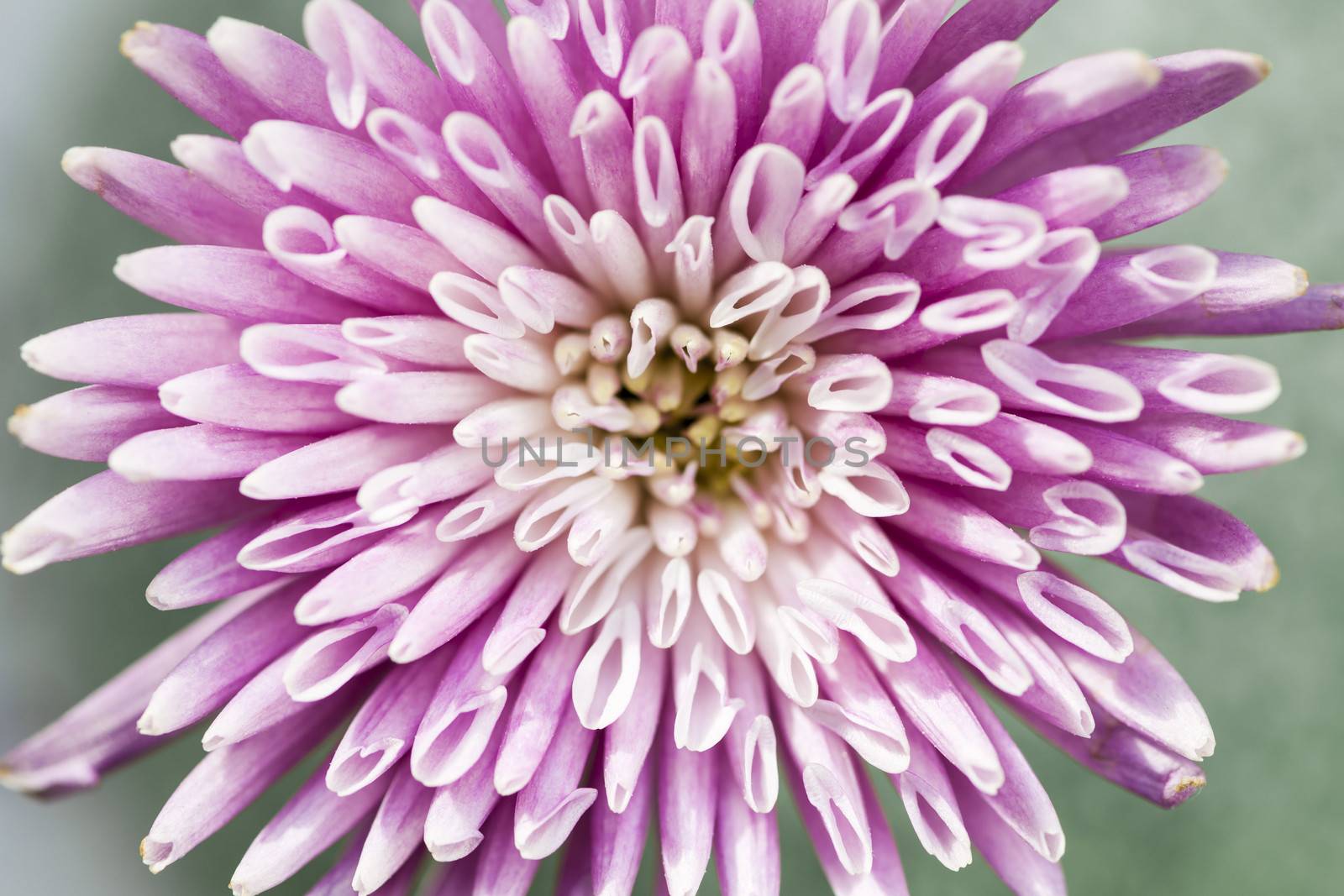 Chrysanthemum flower closeup by elenathewise