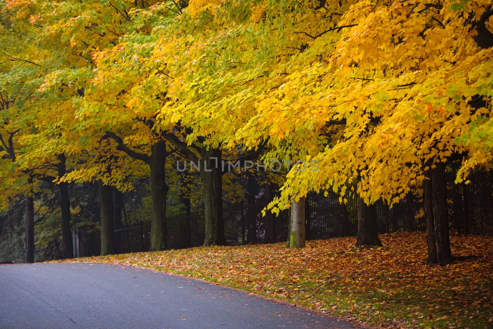 Autumn street with fall maple trees displaying colorful foliage. Toronto, Canada.