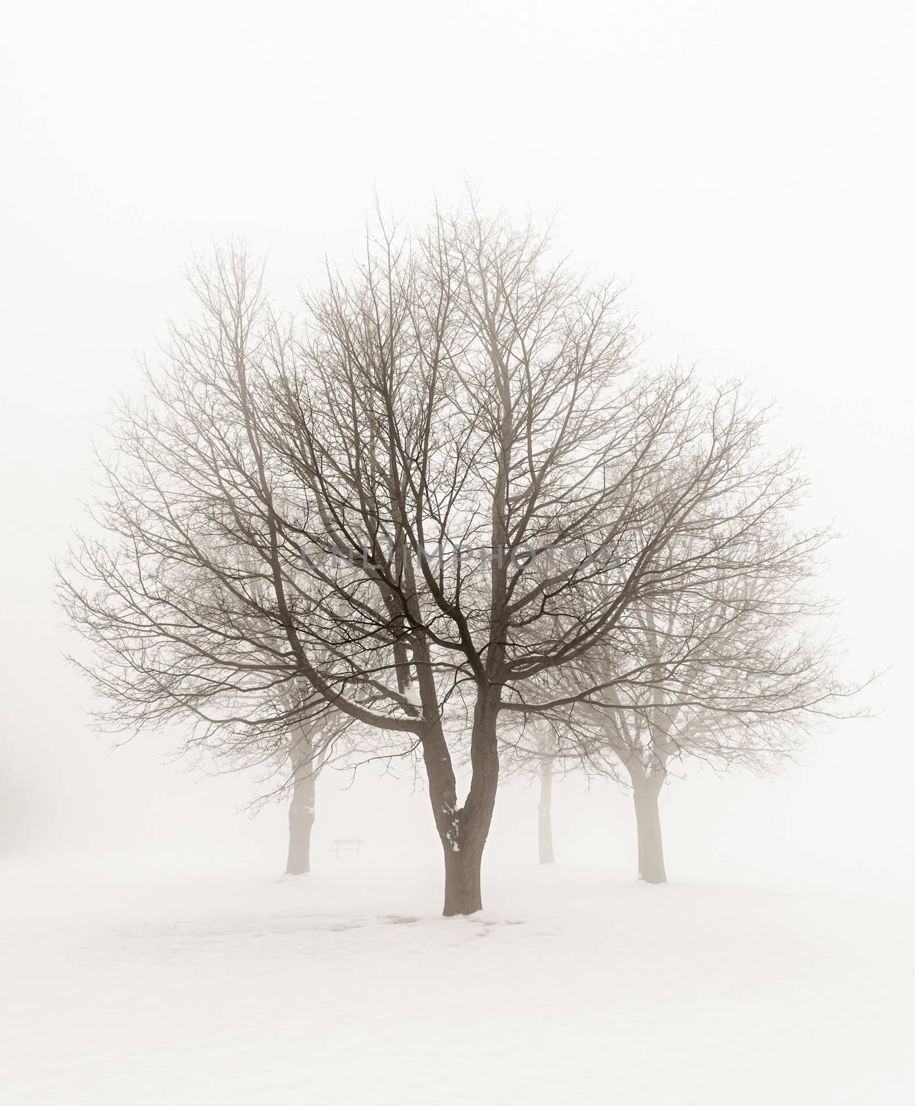 Winter scene of leafless trees in fog sepia tone