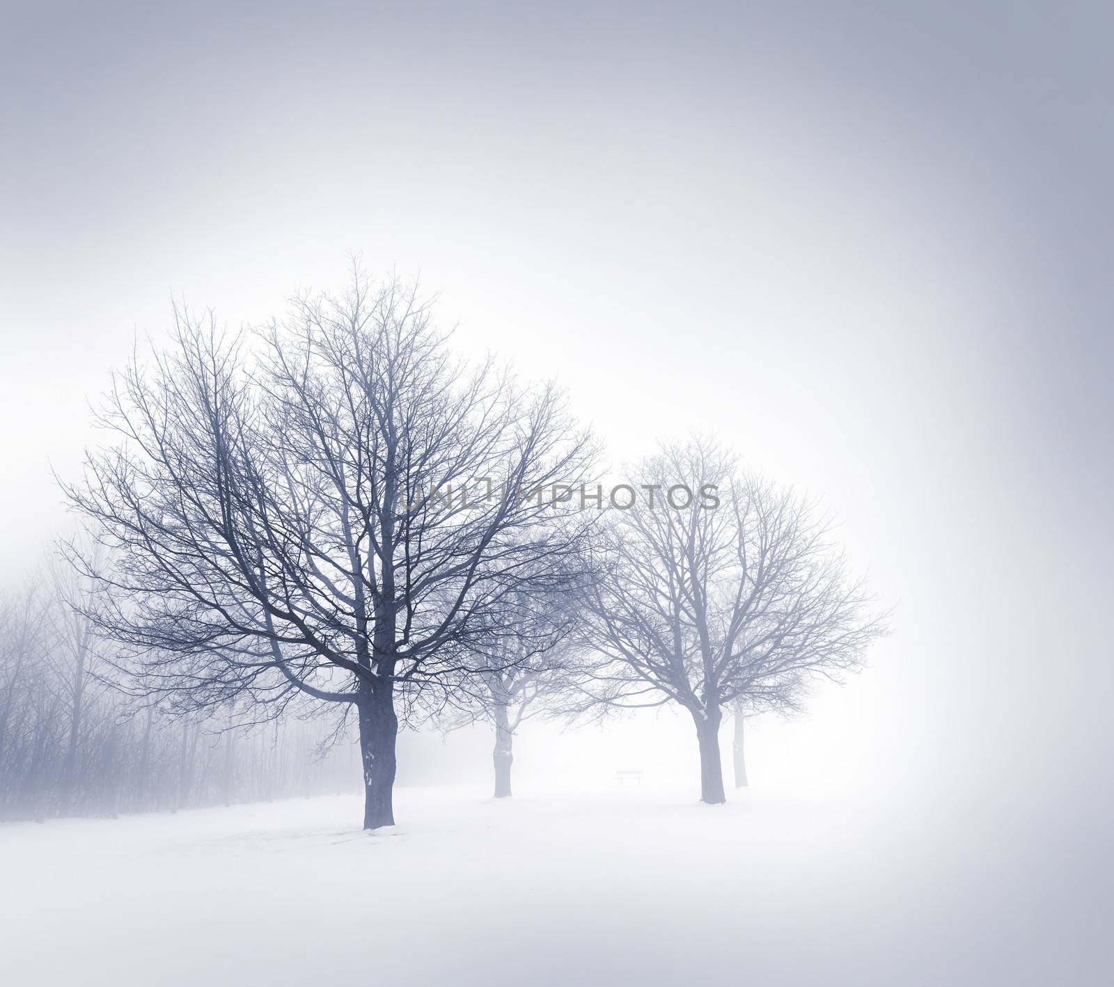 Winter scene of leafless trees in fog with copy space