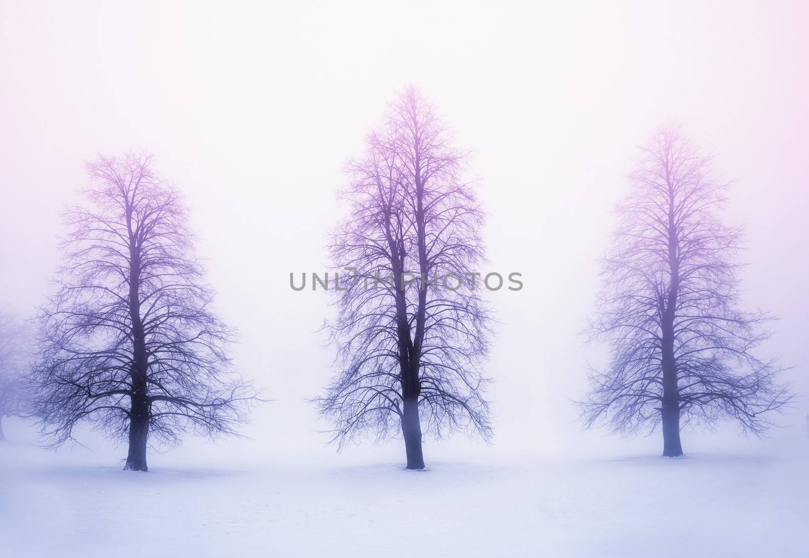Foggy winter sunrise scene with three leafless trees