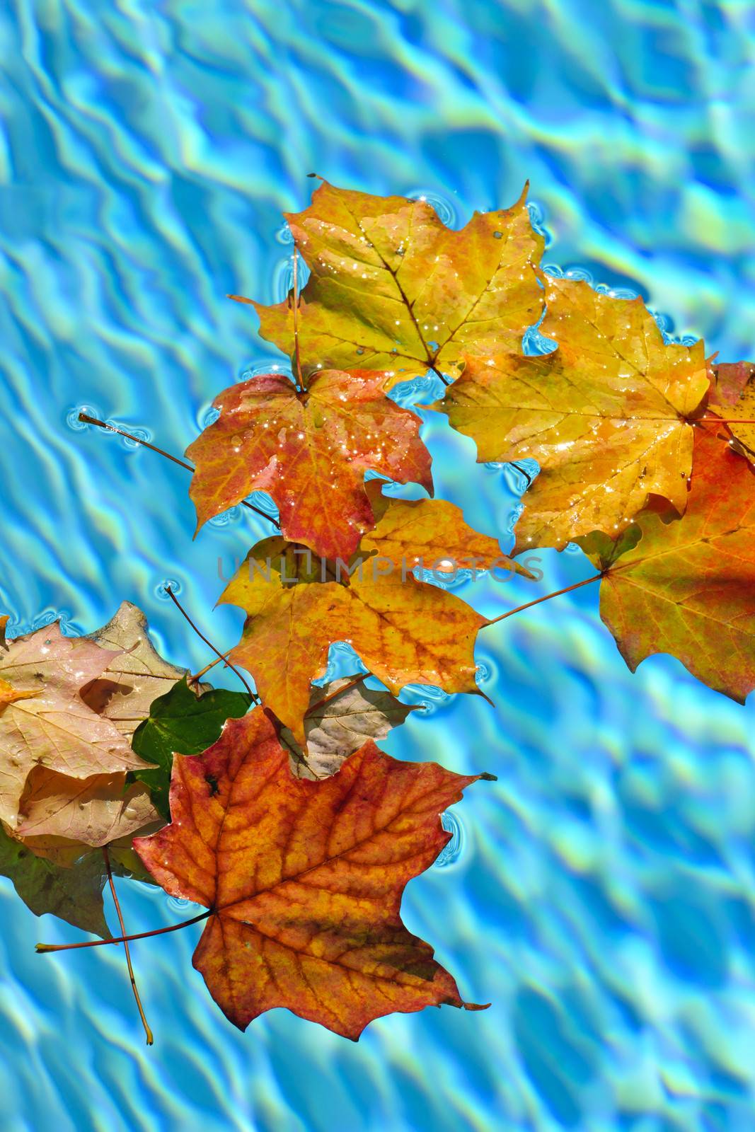 Fall leaves floating in swimming pool water