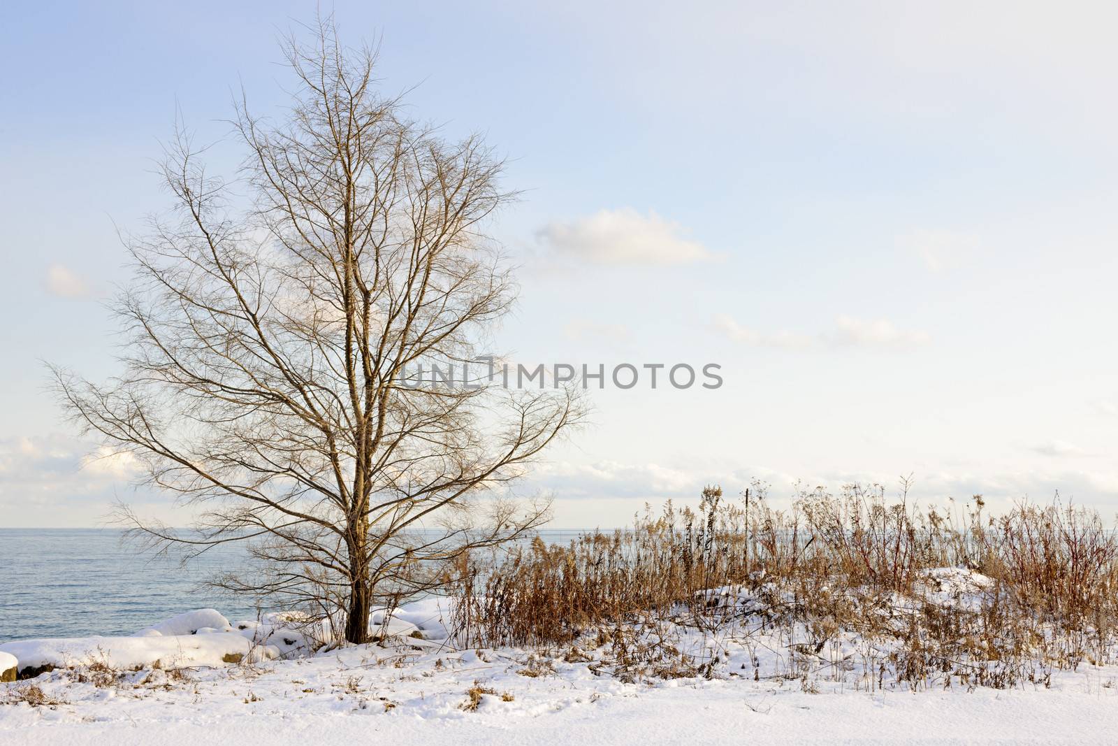 Snowy winter shore of lake Ontario in Sylvan park Toronto