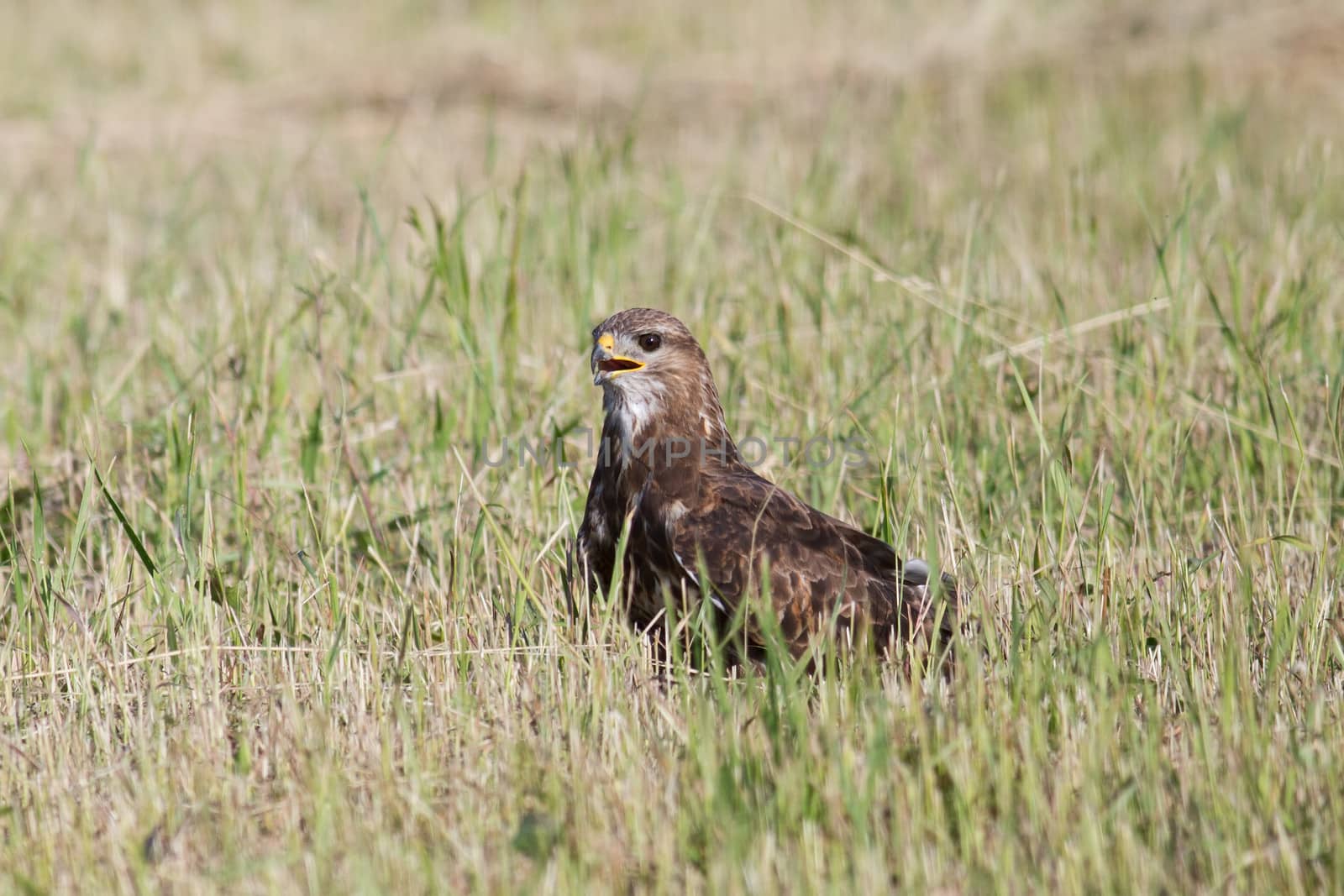 Buzzard sits on a sloping field