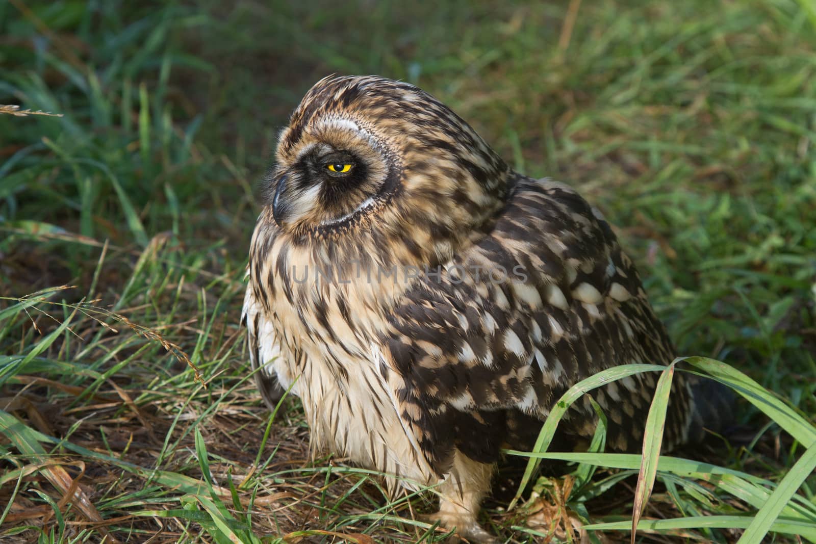 Short-eared Owl chick by Ohotnik