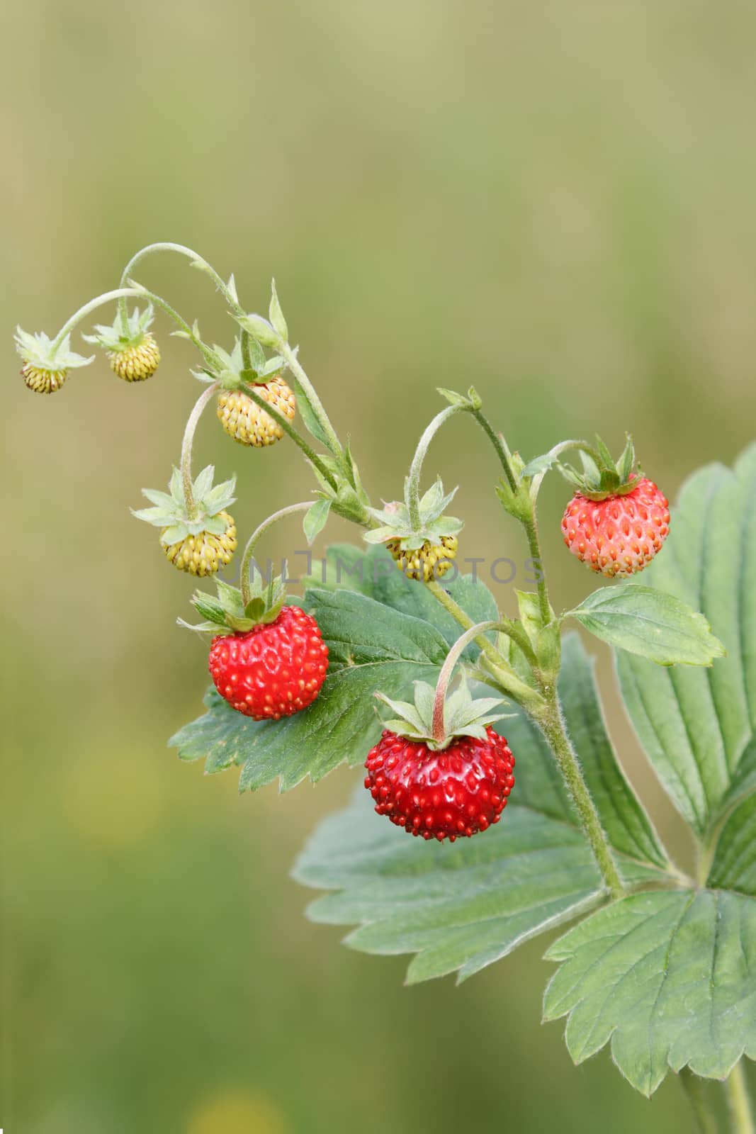 Wild strawberry by Ohotnik