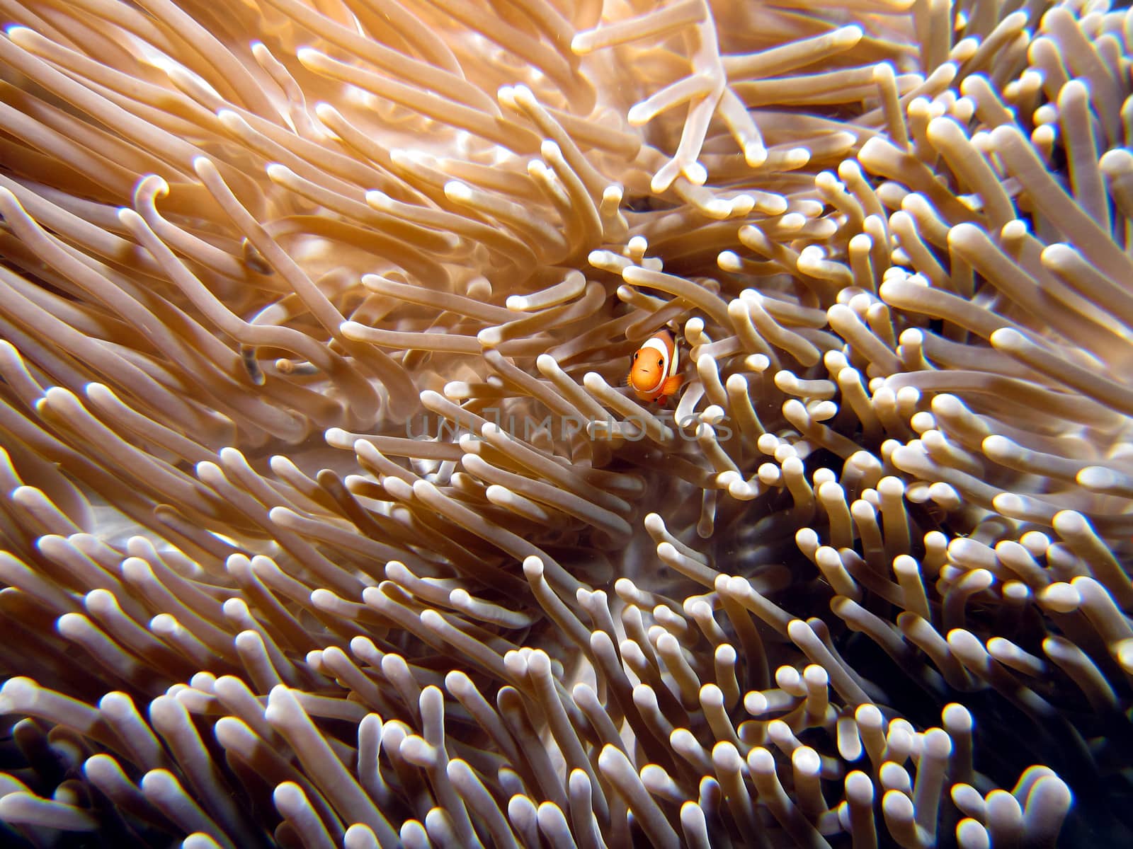 Barrier Reef Clownfish / Anemonefish (Amphiprion akindynos) in an anemone