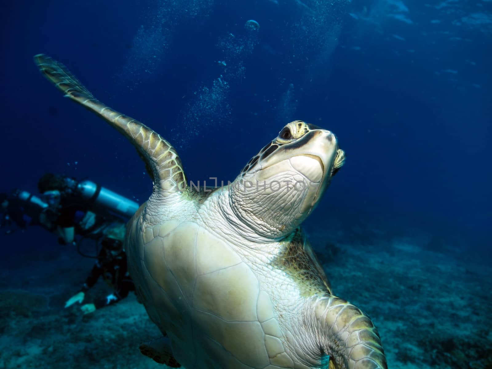 Green Hawkskbill Turtle with a scuba diver in the background