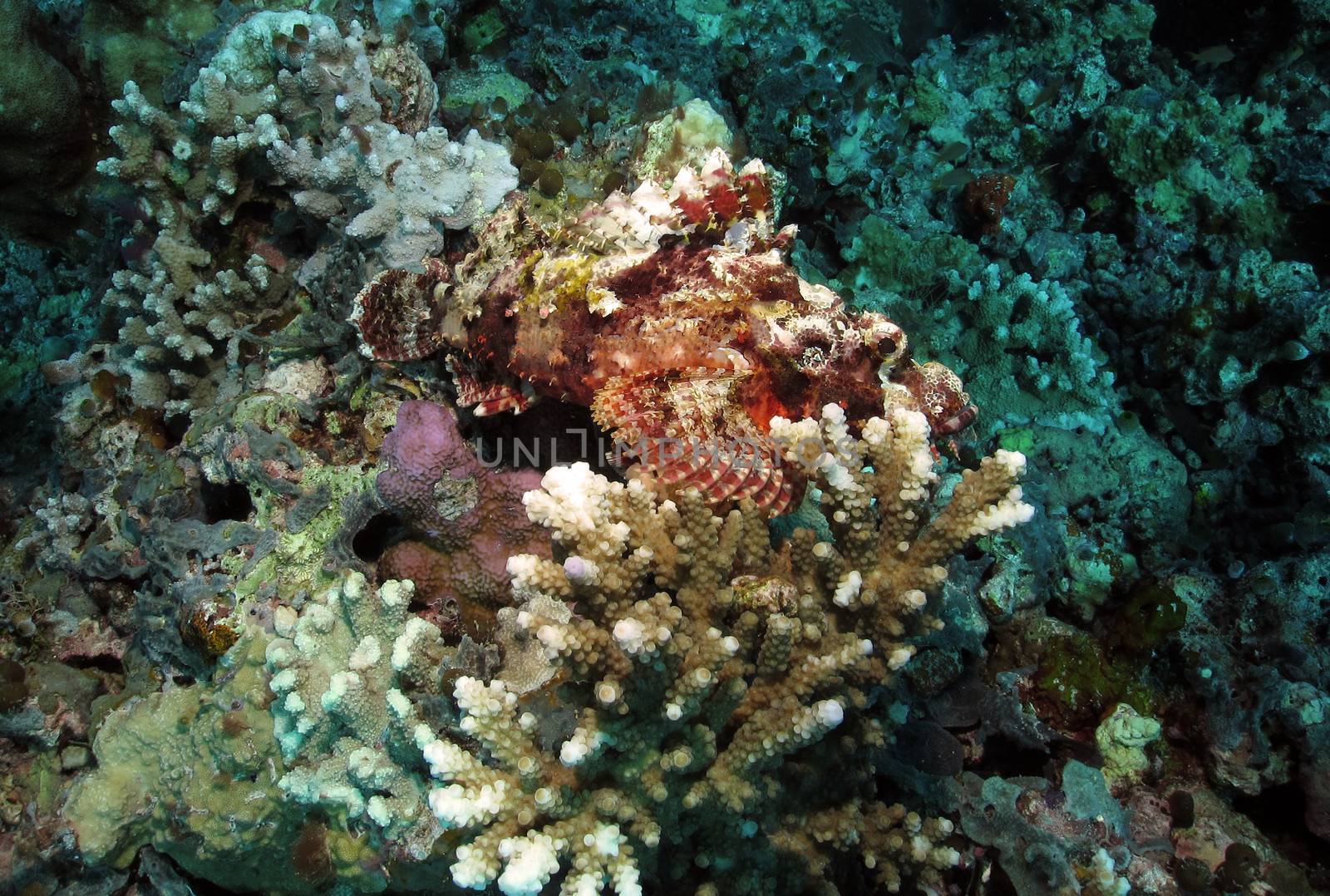 Raggy Scorpionfish by ChrisAlleaume