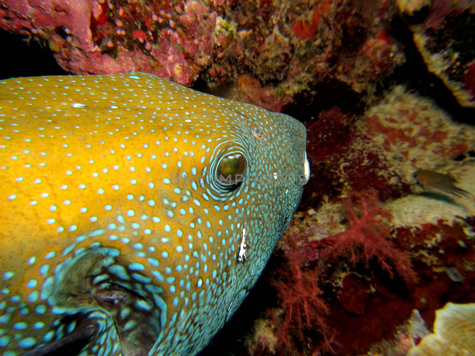 Yellow Pufferfish with Blue spots and scars