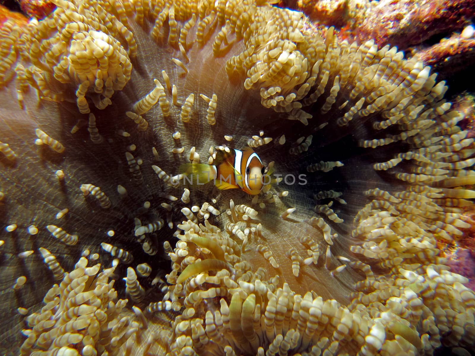 Barrier Reef Clownfish / Anemonefish (Amphiprion akindynos) in an anemone