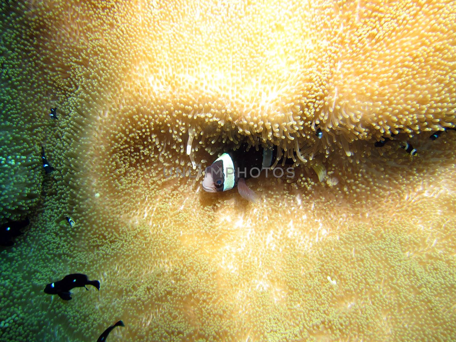 Saddleback Anemonefish / Clownfish (amphiprion polymnus) with juveniles on an anemone