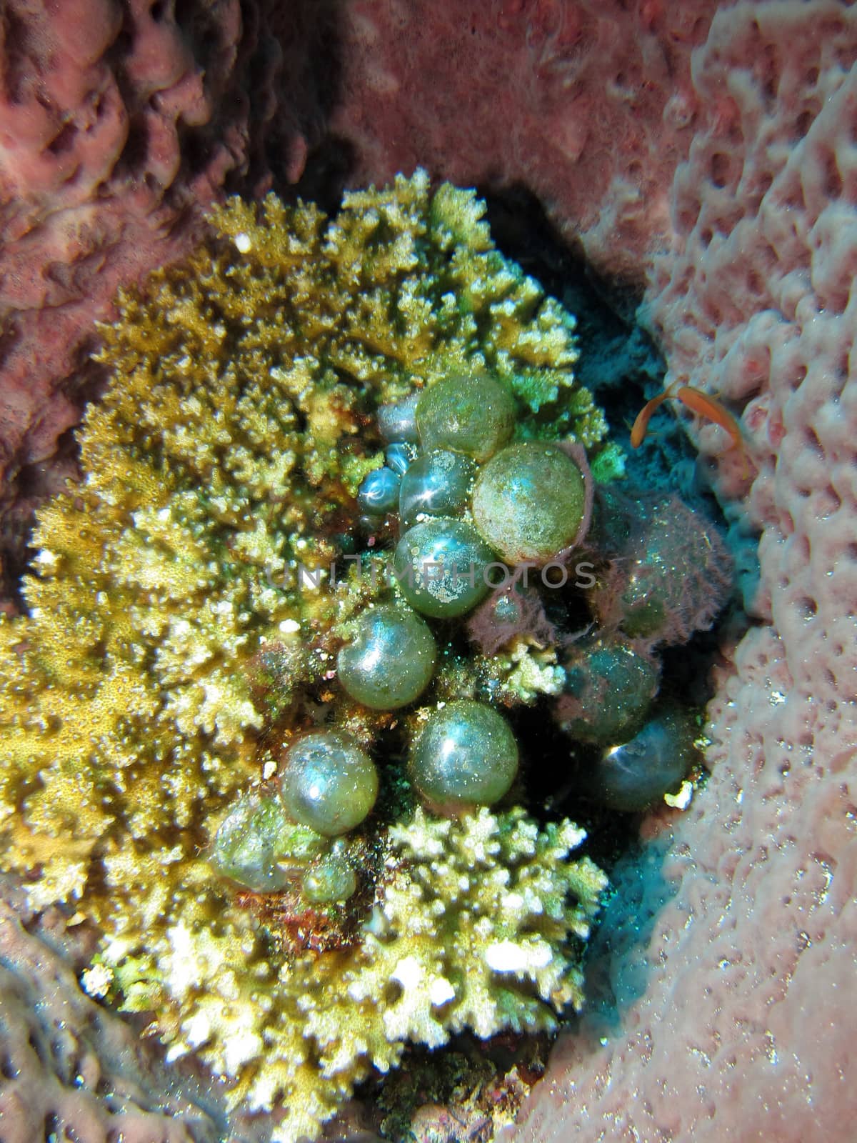 Hard Coral and growth found on the ocean floor just off Sipadan Island