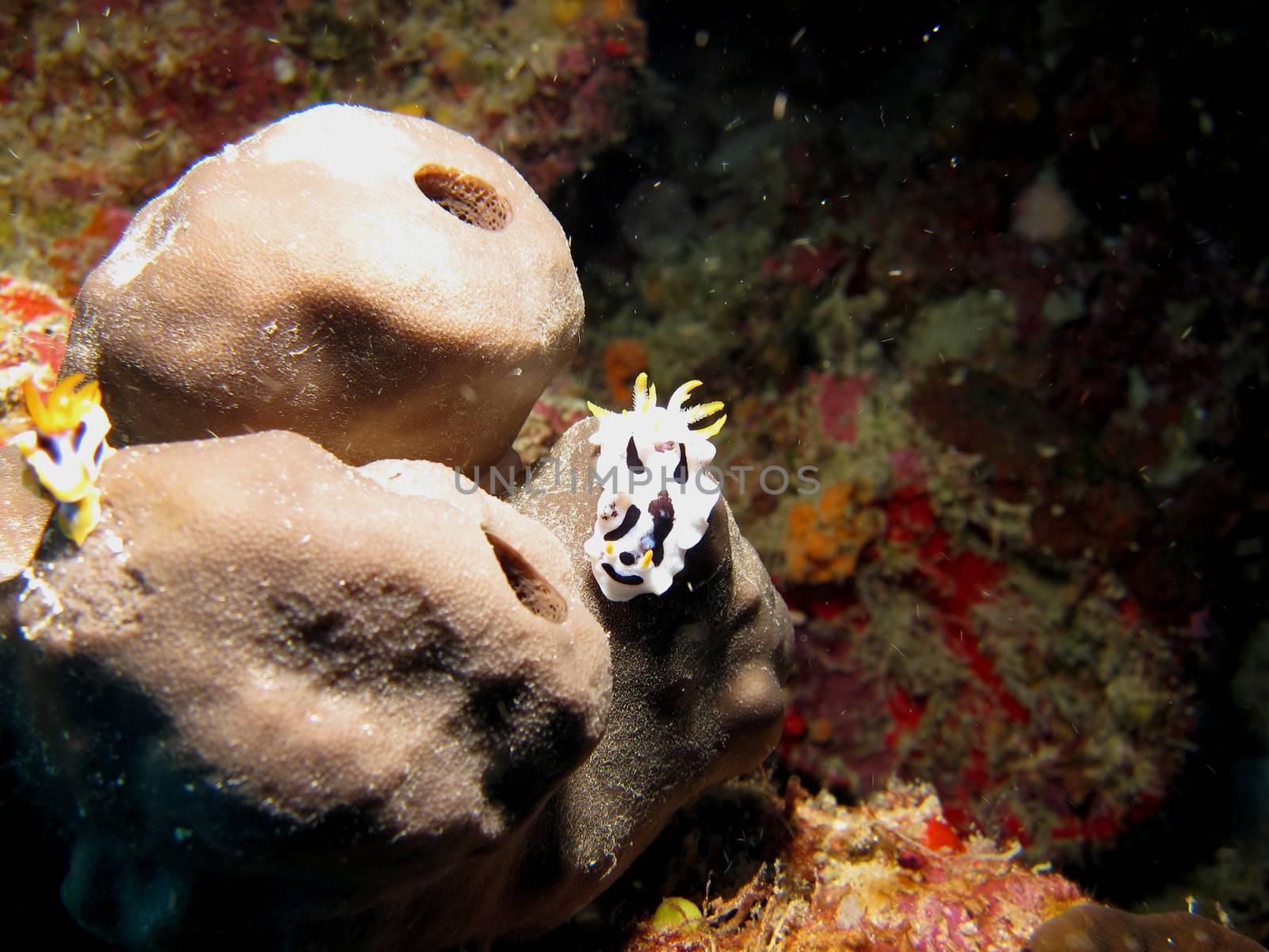 Black and White Nudibranchs on a Natural Coral Reef