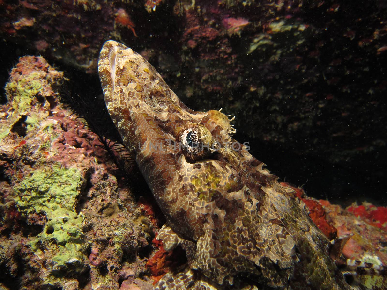 Tentacled Flathead / Crocodilefish (papilloculiceps longiceps) resting on an artificial reef