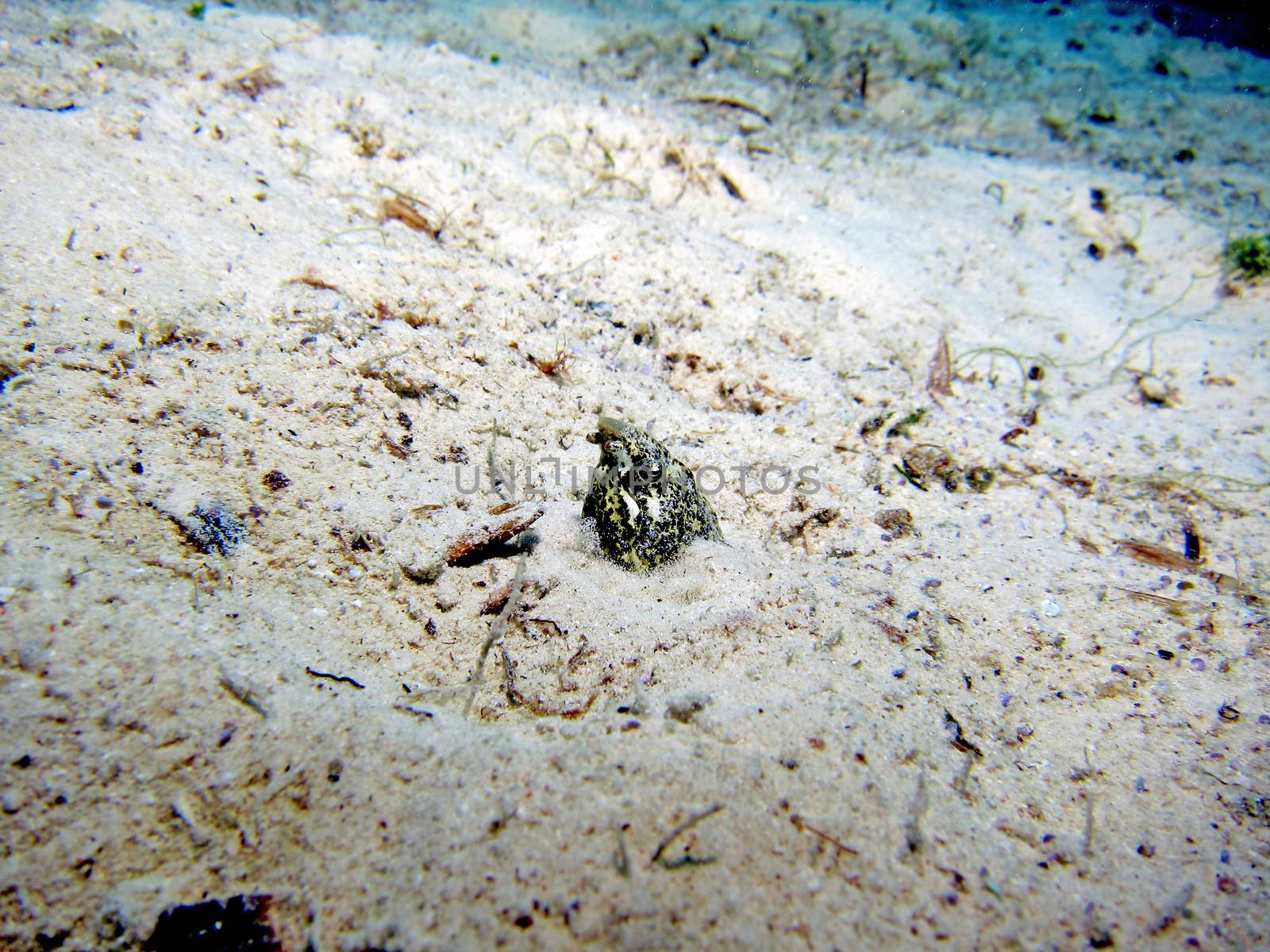 Snake Eel by ChrisAlleaume