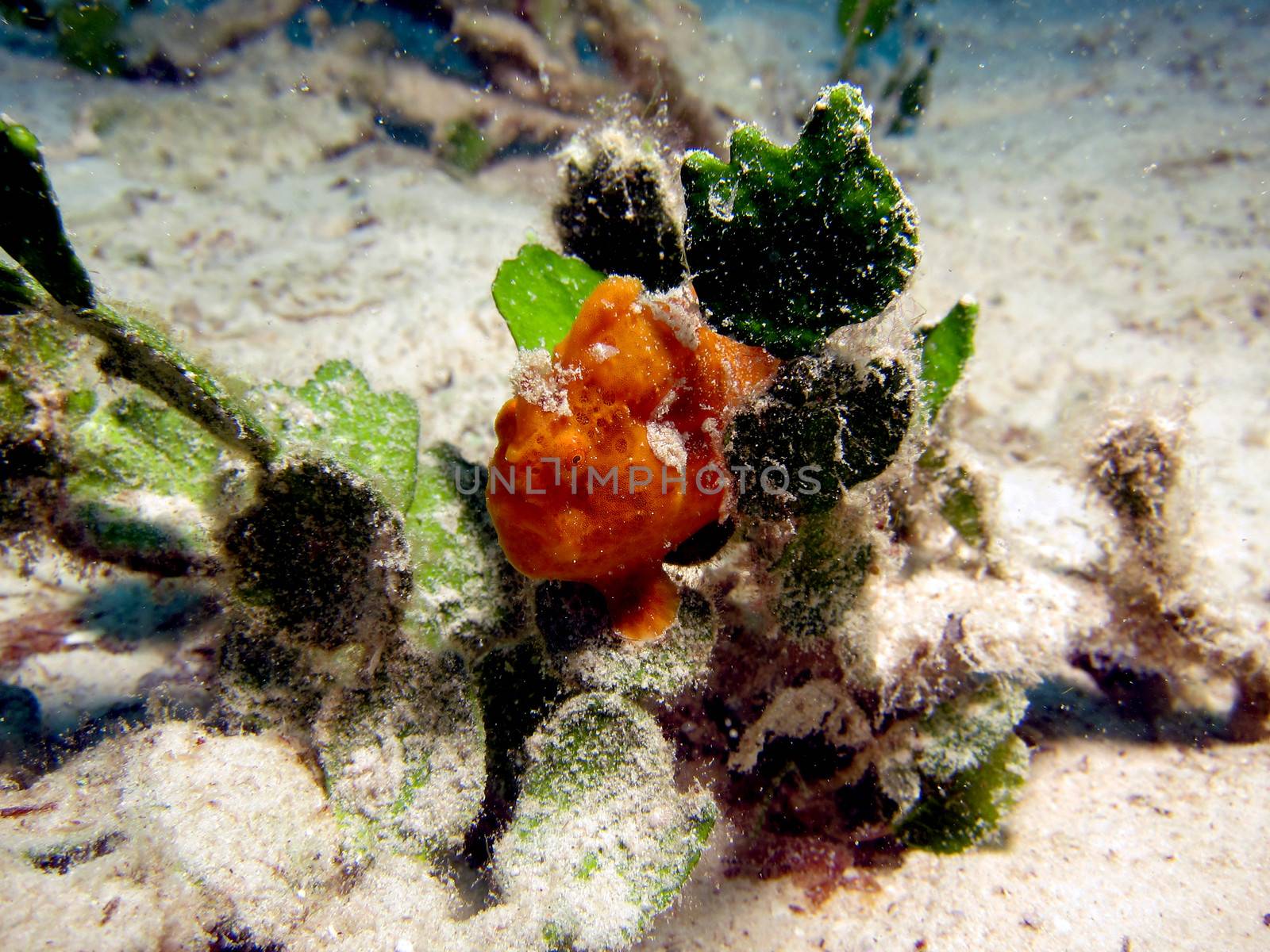 Orange Frogfish by ChrisAlleaume