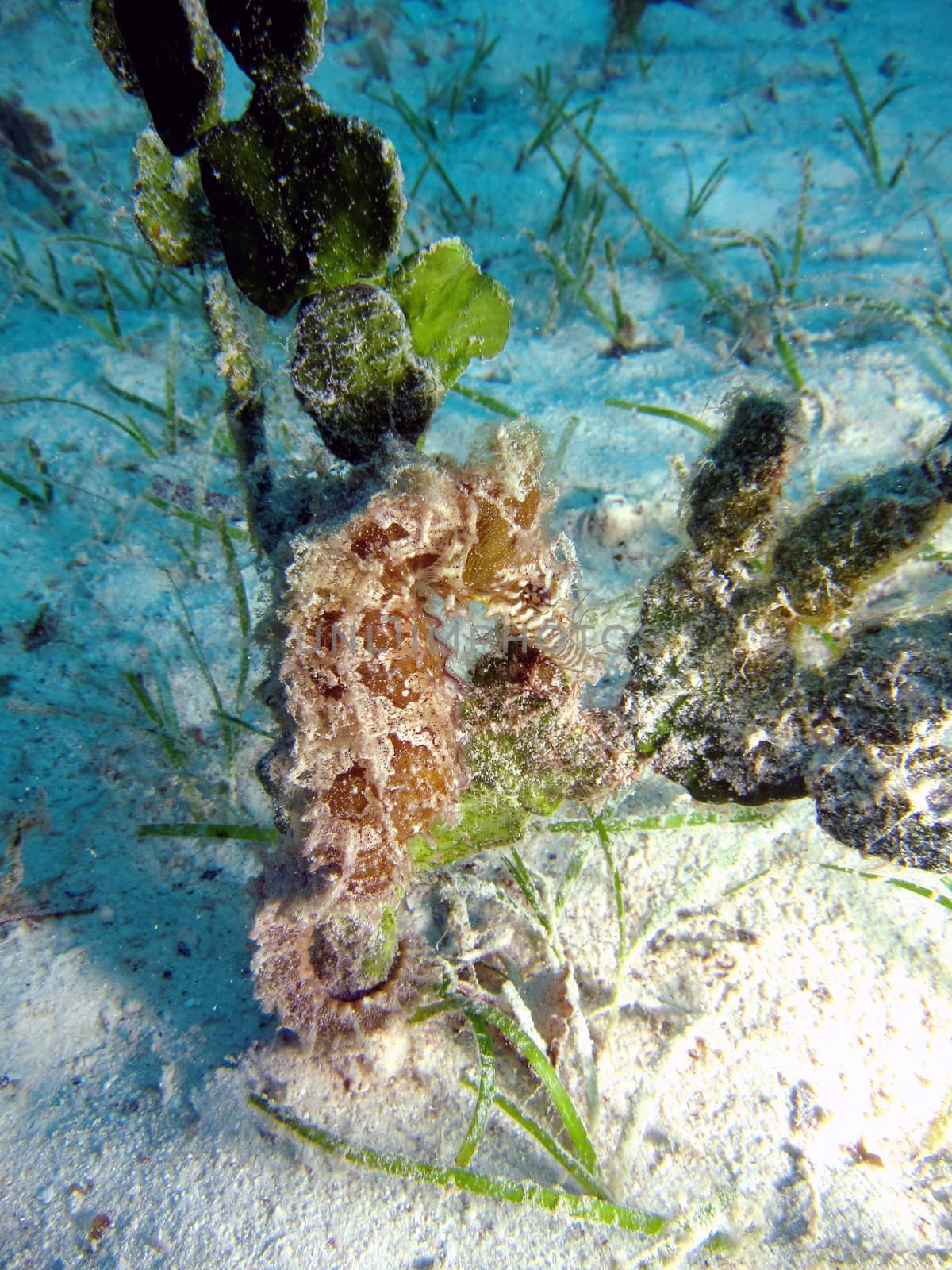 Estuary Sea Horse (Hippocampus Kuda) in an Estuary