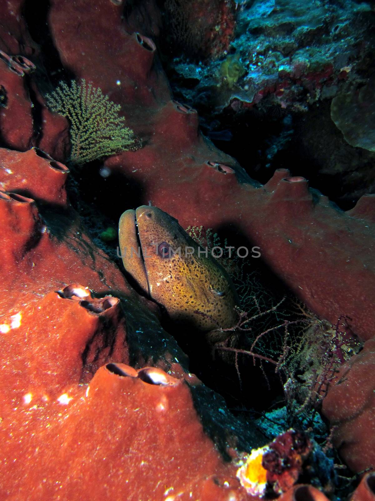 Moray Eel hiding in hard coral