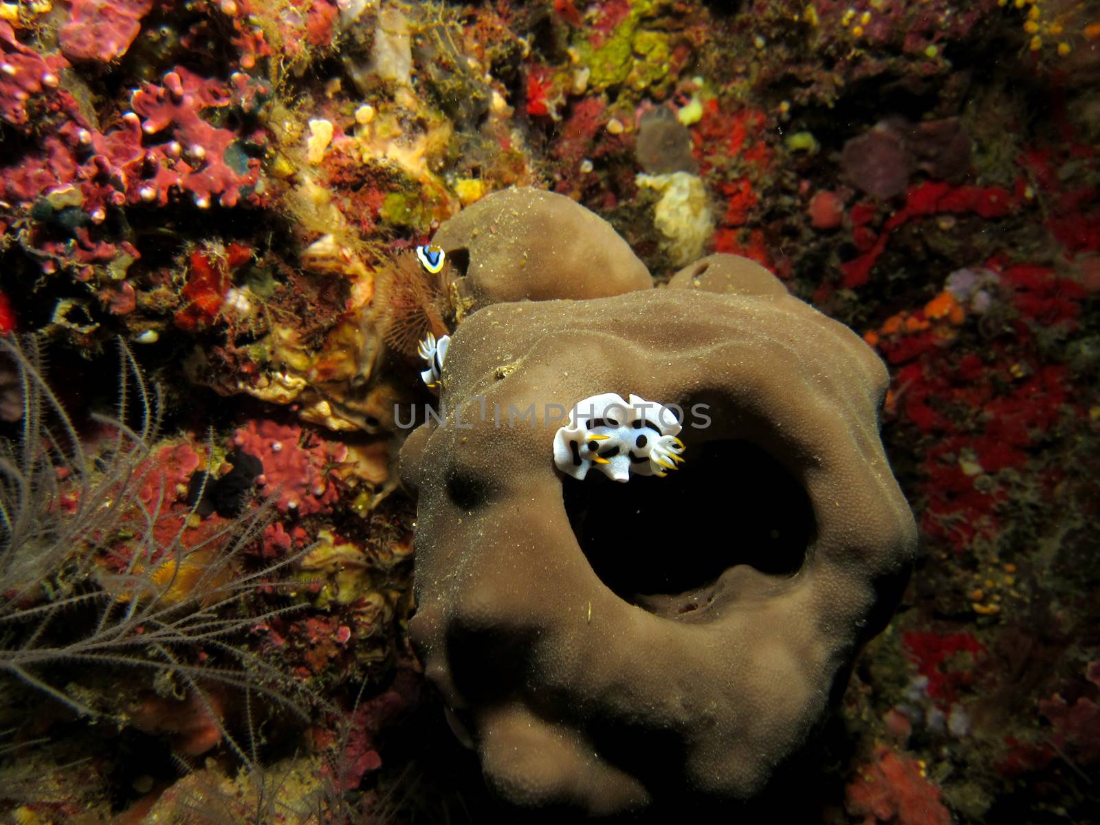 Pacific Nudibranch by ChrisAlleaume