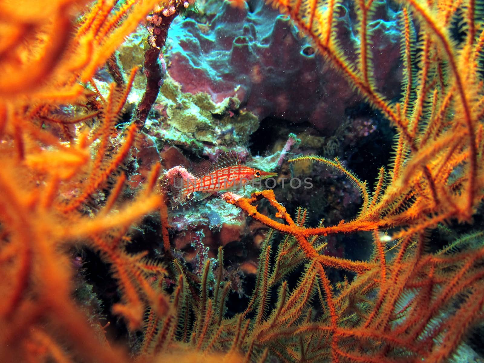 Longnose Hawkfish (oxycirrhites typus) hiding amongst coral