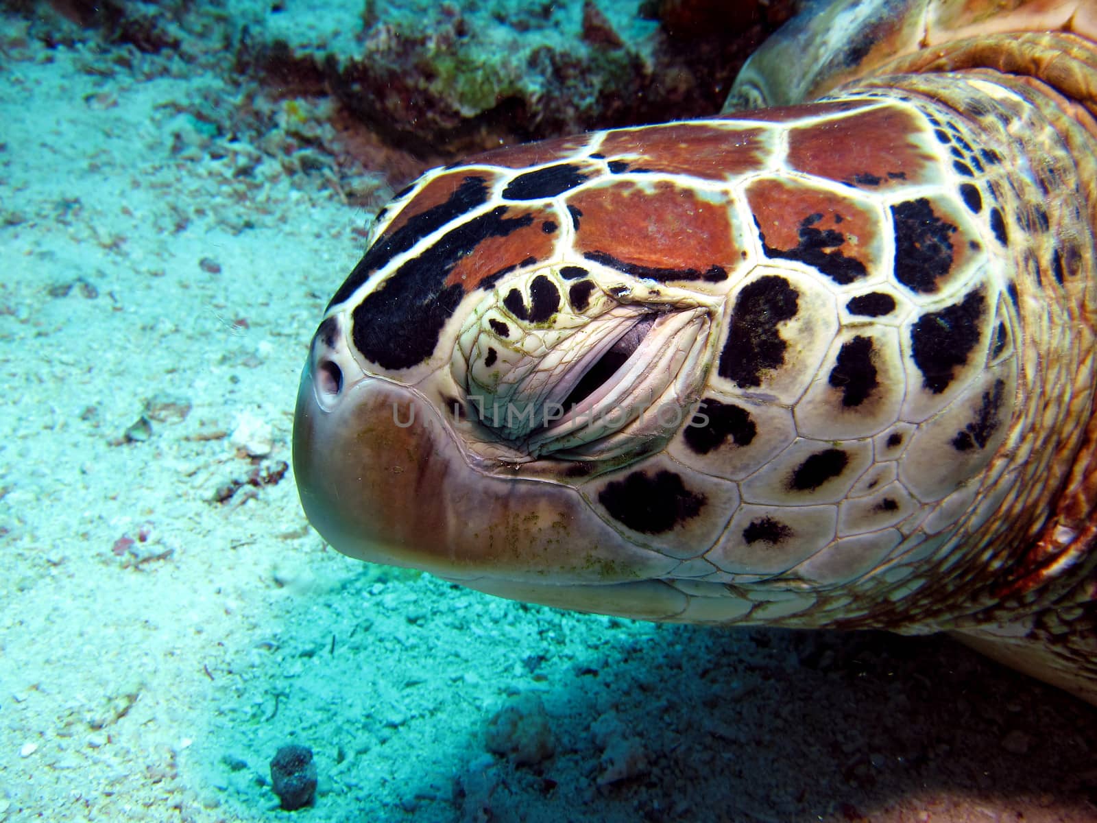 Sleepy Hawksbill Turtle resting underwater