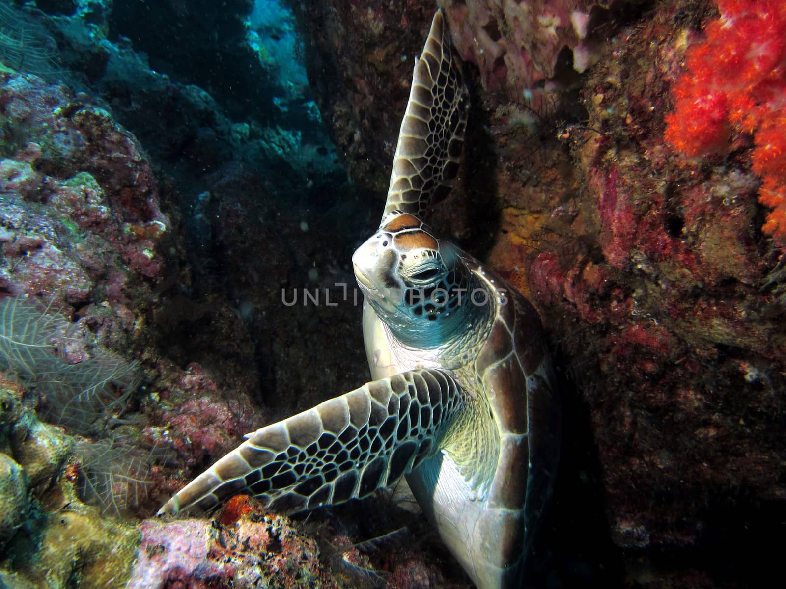 Green Hawksbill Turtle holding on in a strong current, in a crevasse