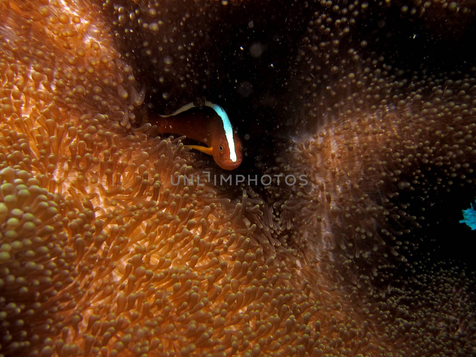 Skunk Anemonefish / Nosestripe Clownfish (Amphiprion akallopisos) in an anemone