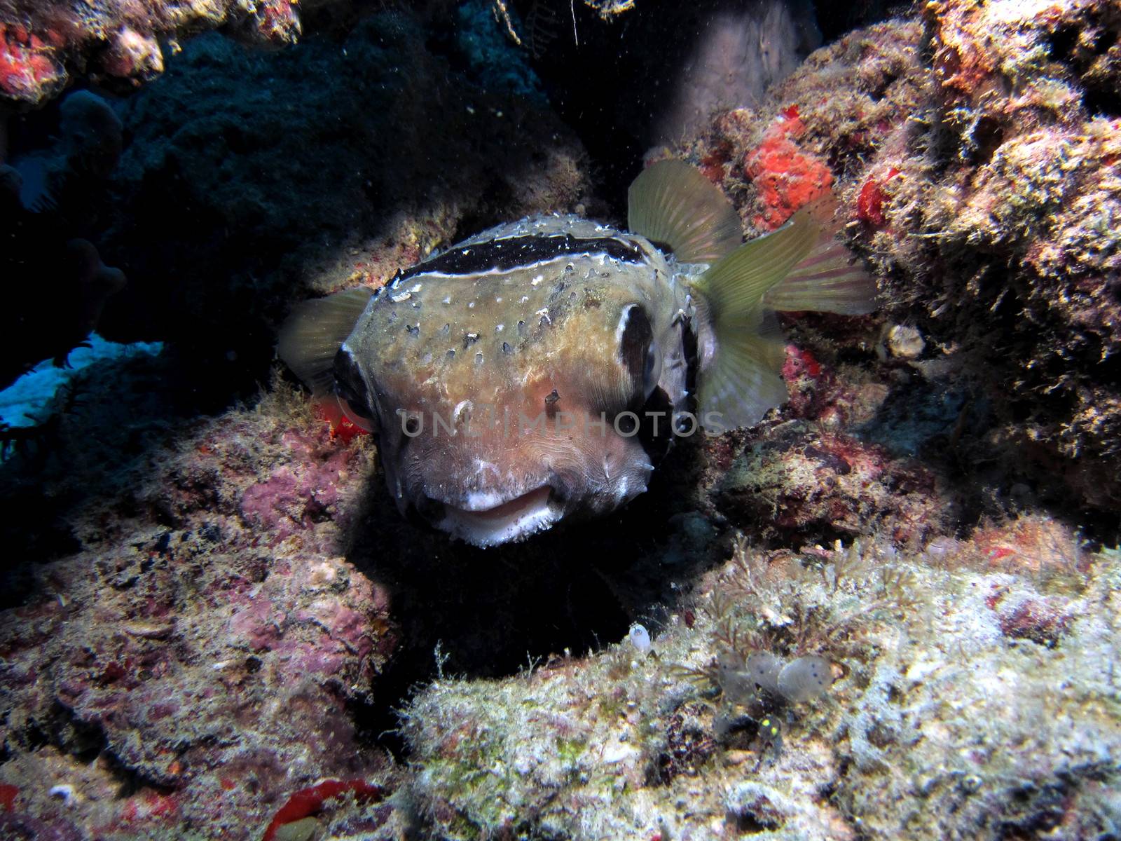 Black-Blotched Porcupinefish by ChrisAlleaume