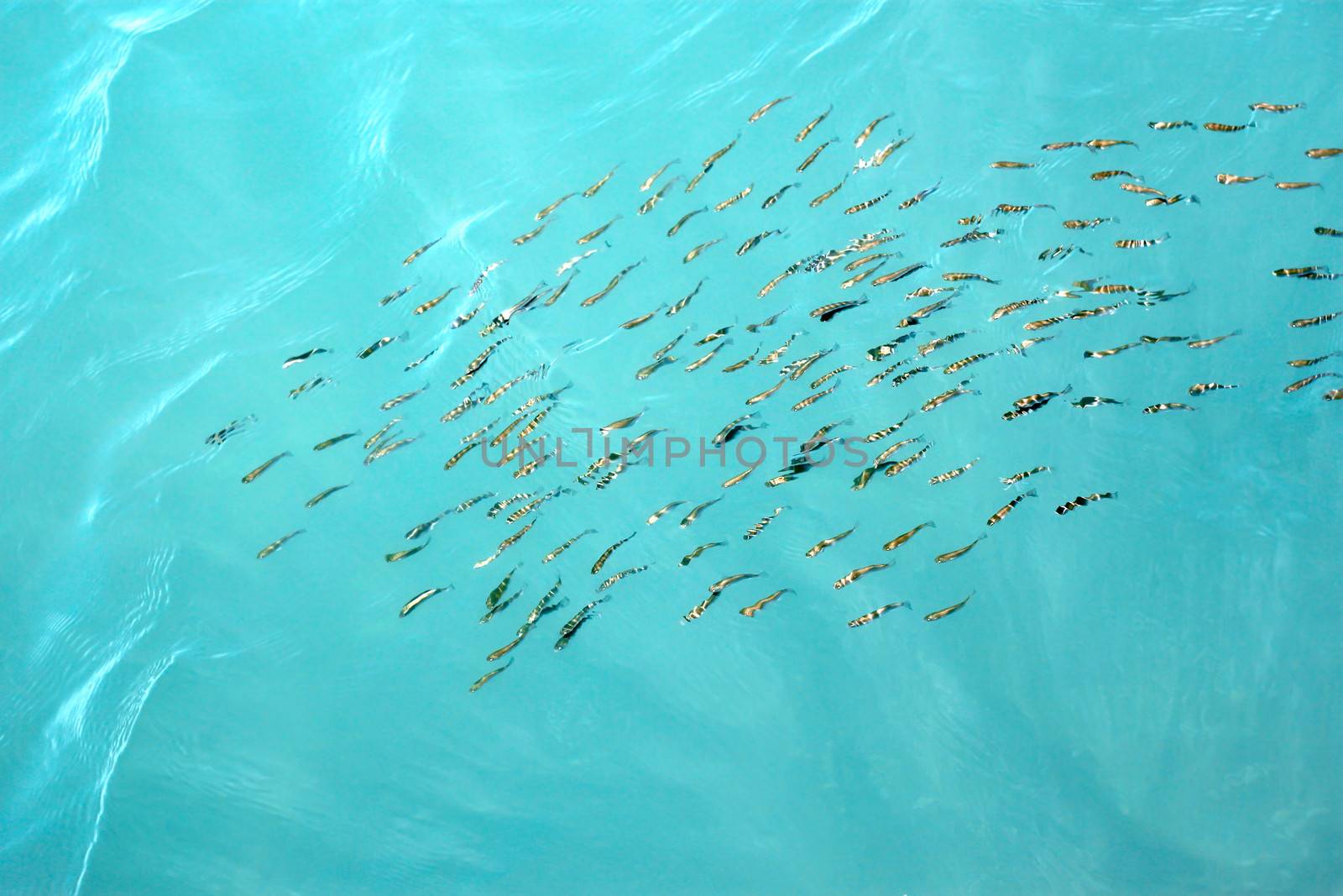 Group of fishes gobies shallowly swim near the surface of sea. Easy waves refracting fish images