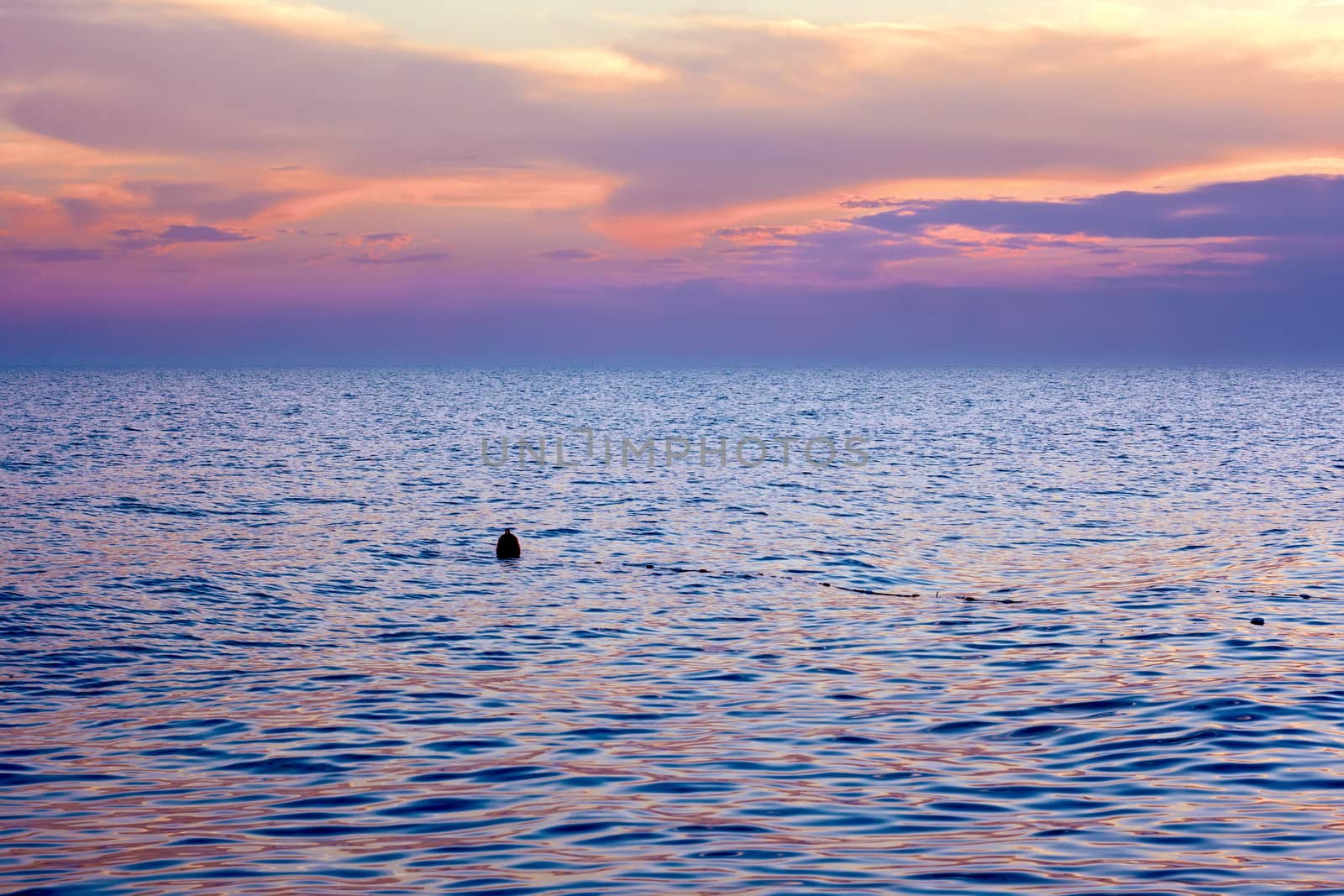 Violet tint clouds reflected in the sea surface after sunset. Float the bounding coastal sways on the waves