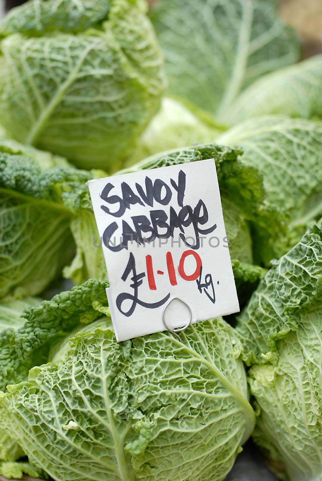 Savoy cabbage vegetable for sale by stockyimages