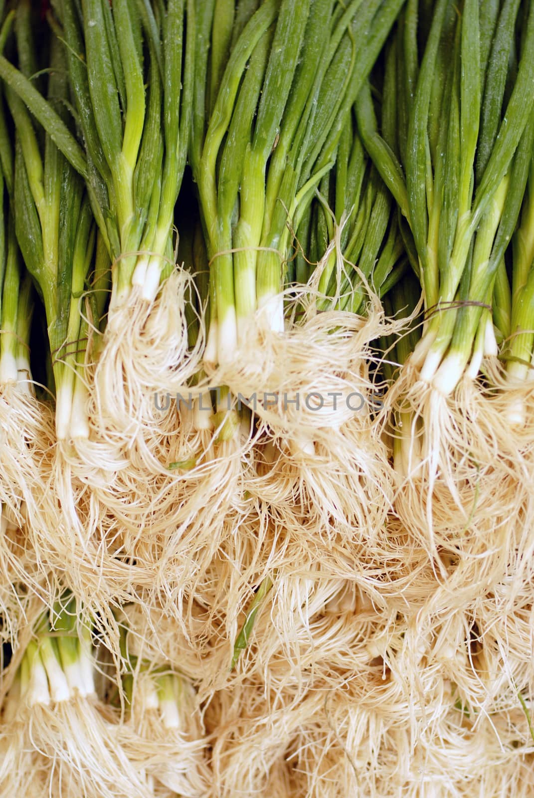 Bundle of spring onions with elastic on them ready for sale at the market.