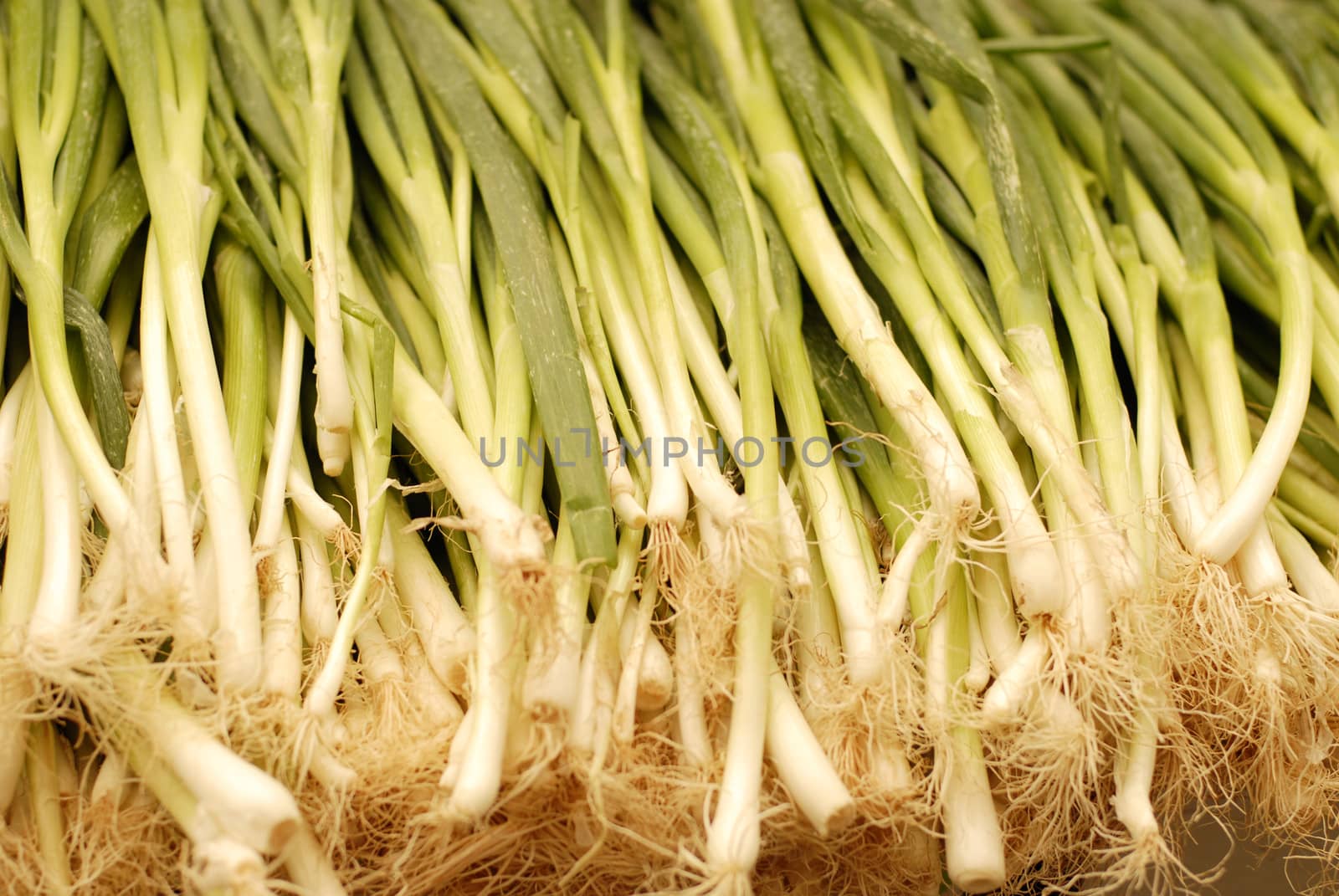 Bunch of fresh spring onions by stockyimages