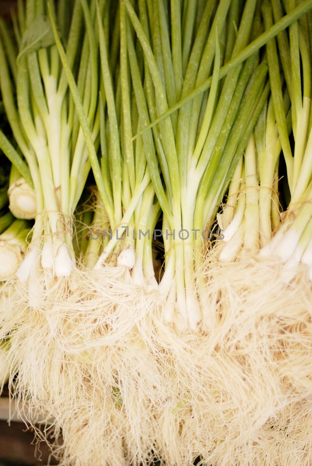 Fresh spring onions, closeup shot