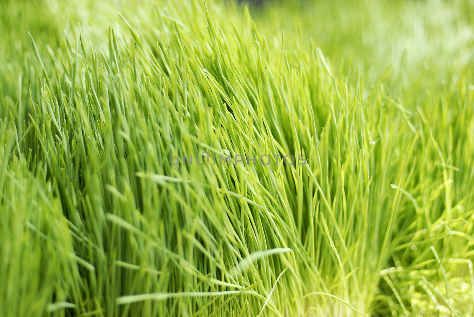 Young juicy green sprouts of the wheat