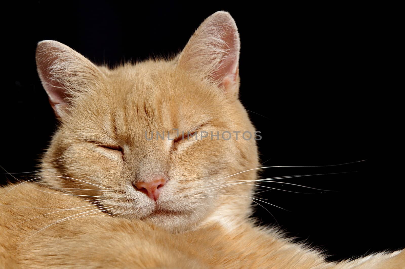 Sleepy ginger cat by anderm