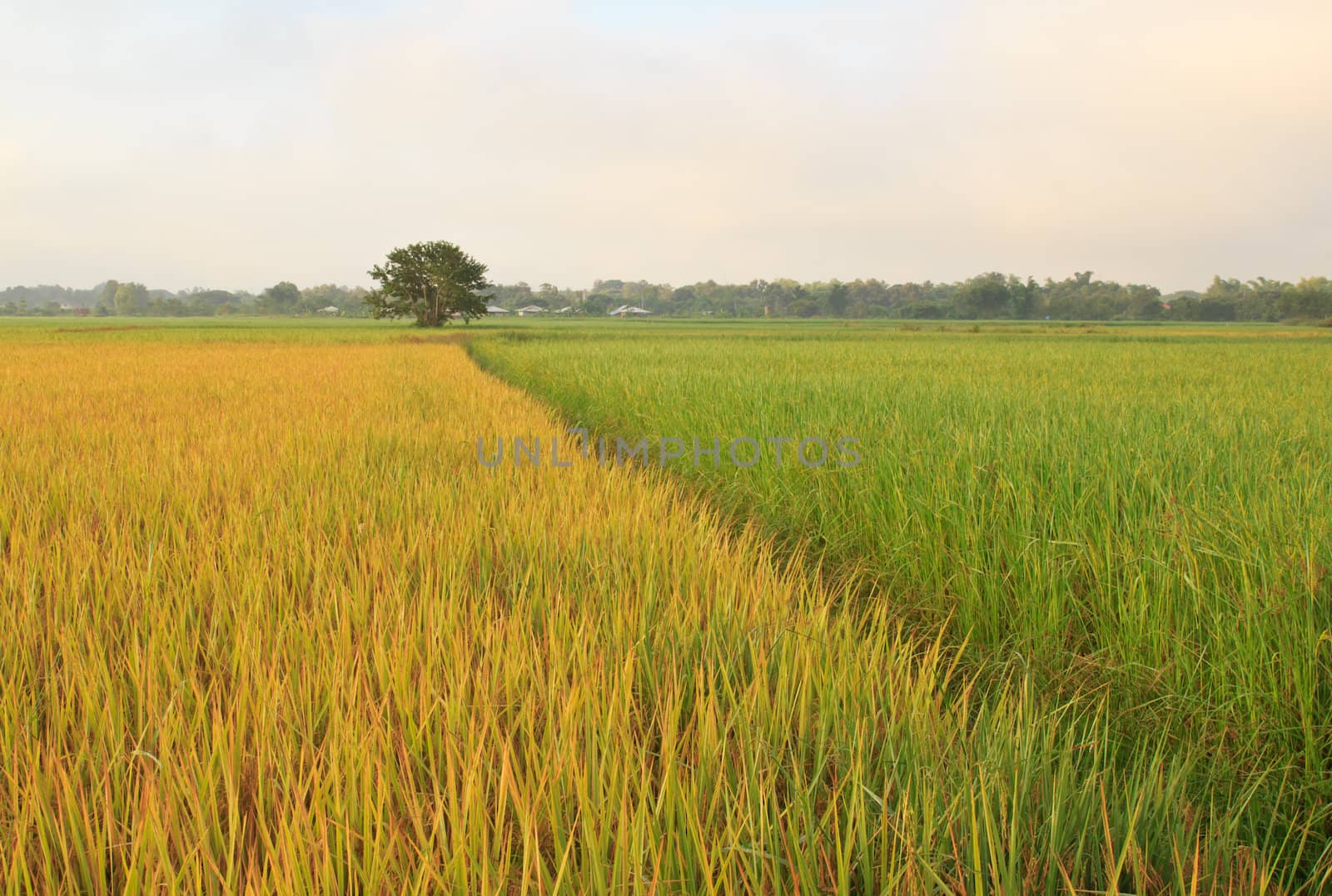 The beautiful landscape of rice fields in Thailand.