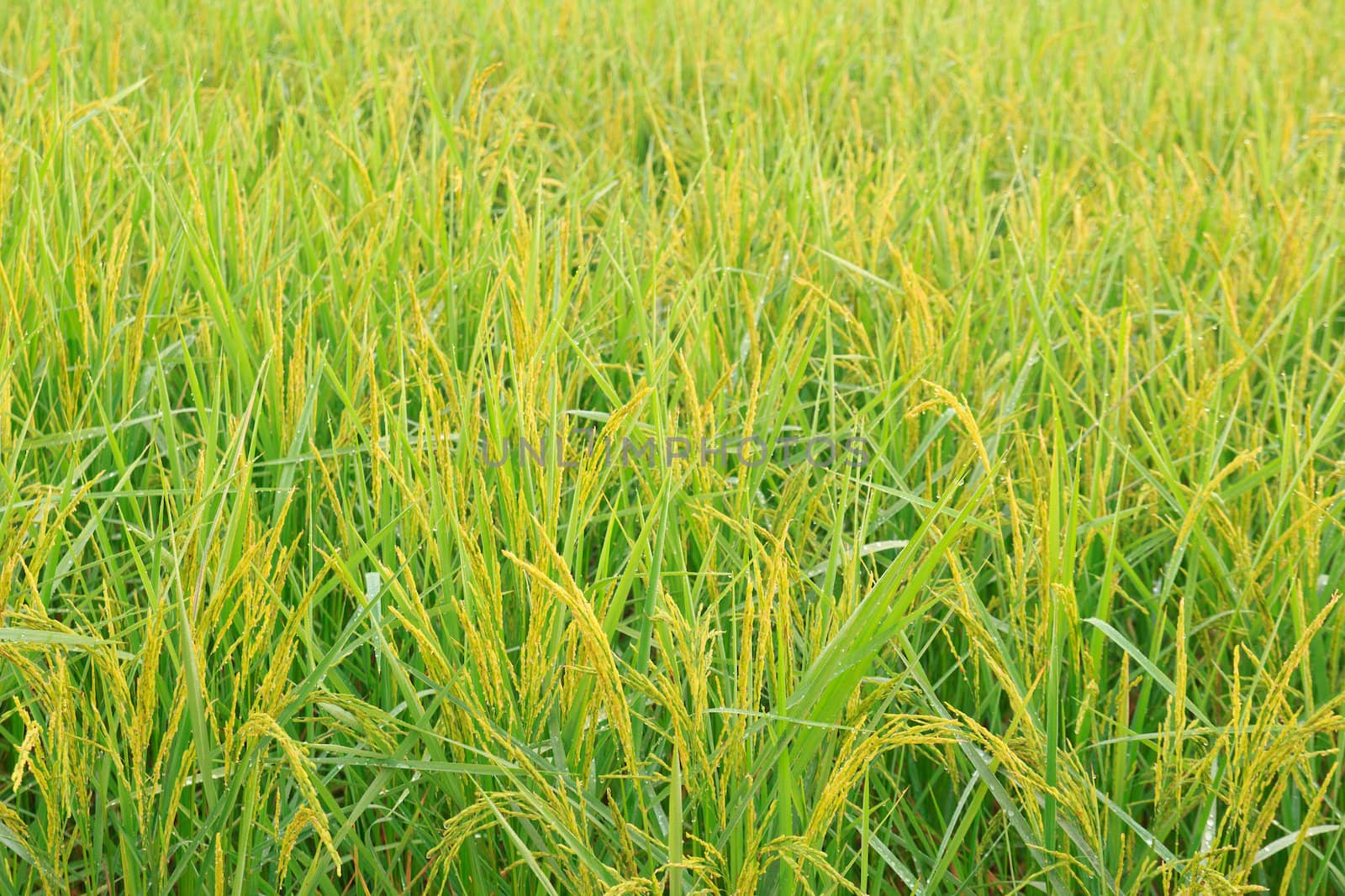 The beautiful landscape of rice fields in Thailand.