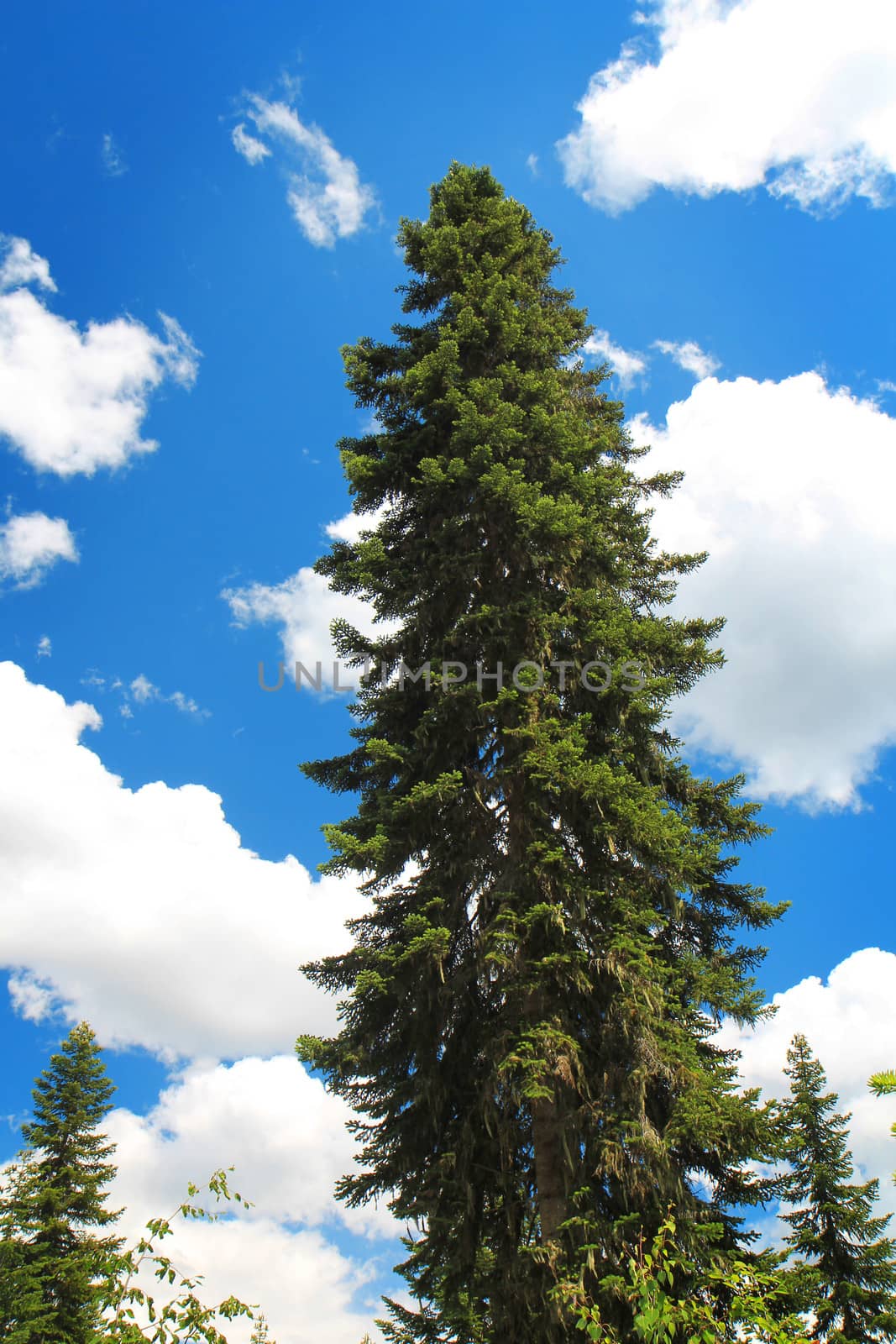 Green pine tree on blue cloudy sky background