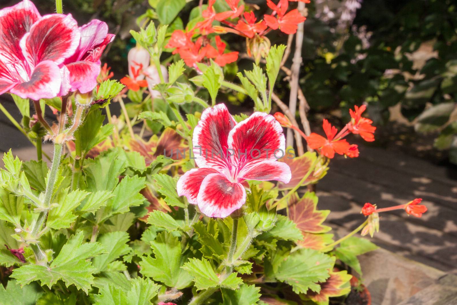 Pelargonium hortorum is a species of geranium most commonly used as an ornamental plant.