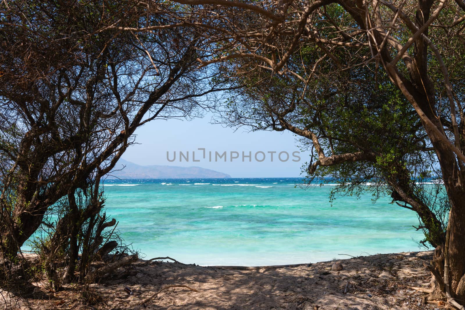 Nature tree frame to the sea by iryna_rasko